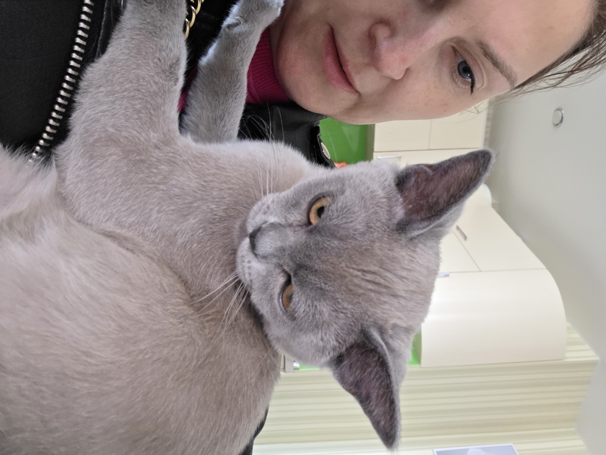 This close-up portrait shows a person holding a cat, captured from a perspective that is rotated 90 degrees counter-clockwise.
The primary subjects are a woman and a cat. The woman's face occupies the upper right portion of the rotated image. She has fair skin, blue eyes, and dark hair, with a gentle, slight smile on her lips. She appears to be looking slightly downwards and towards the left within the frame. She wears a dark jacket, possibly leather, featuring a prominent silver zipper vertically down its left side, and a bright pink garment visible underneath. A gold-colored chain accessory is also visible near her shoulder.
The cat, with short, grey-lilac fur and striking amber eyes, is positioned in the center and lower-left of the rotated image. Its head is tilted, and it looks towards the viewer with a calm expression, its whiskers clearly visible. The cat's body is held close to the woman, with its paws partially seen near her shoulder and the jacket.
The activity depicted is a tender moment between a pet owner and her cat, suggesting a close bond. The framing implies a close interaction or possibly a selfie.
The background is softly out of focus, indicating an indoor setting. It features light-colored surfaces, resembling walls or cabinets, with some horizontal lines visible in the lower background, potentially a counter or shelf. A hint of green is discernible behind the woman's head. The overall lighting suggests an indoor environment. There is no discernible text visible in the image. Given the provided context, the image was captured in Chaikovsky, Russia.