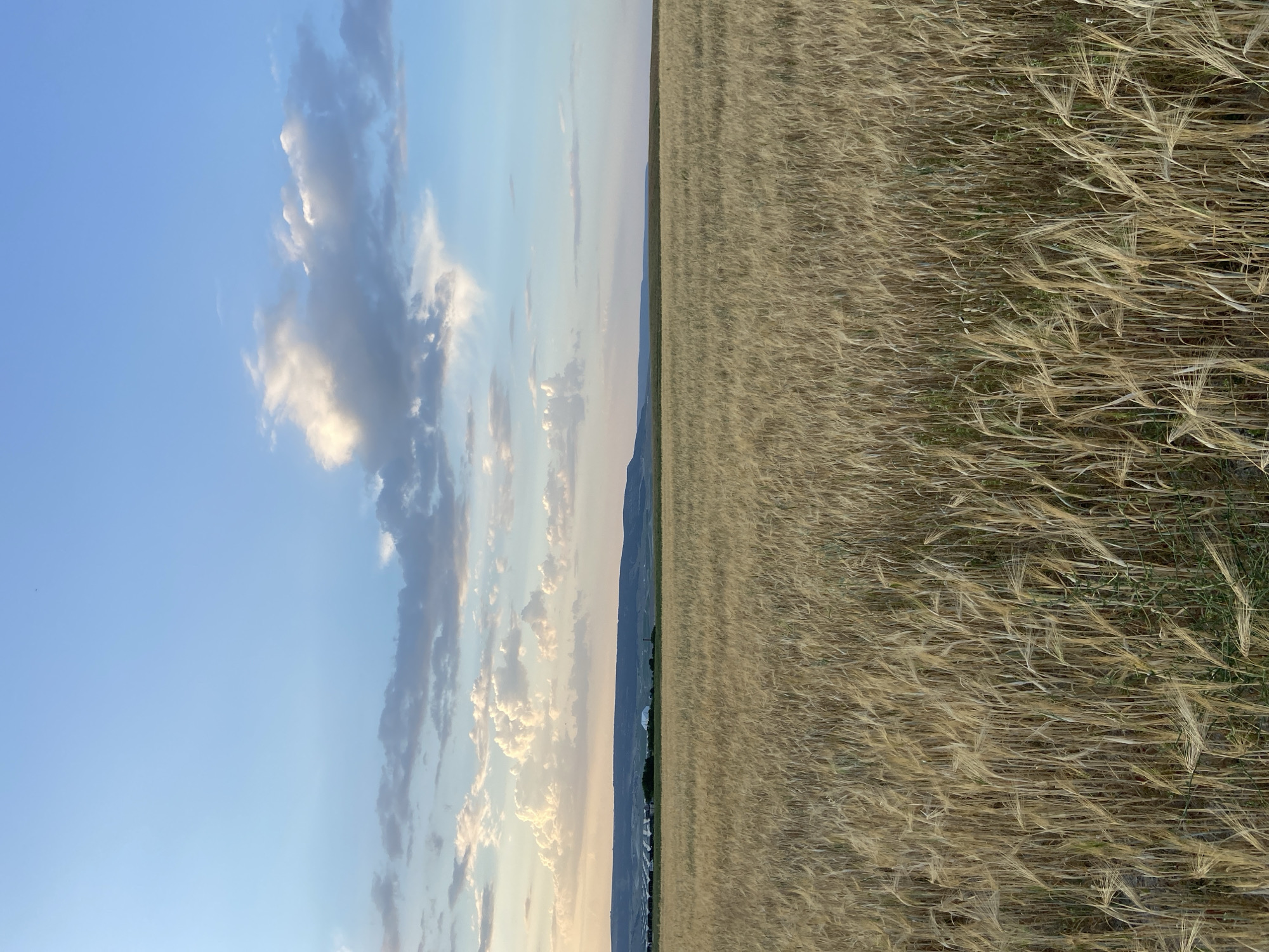 A wide, golden field of barley stretches to the horizon under a blue sky with scattered white and grey clouds. In the distance, a low, undulating hill forms the backdrop. On the slope of the hill, a collection of white-roofed structures, possibly agricultural buildings or greenhouses, is visible. The foreground is dominated by the dense barley stalks, which are dry and appear ready for harvest, their heads gently swaying. The lighting suggests it is late afternoon or early evening, with the sun casting a warm glow over the landscape. The scene is devoid of any people or animals. The geographical coordinates of Kholmovka, Ukraine, place this scene in a rural agricultural region.