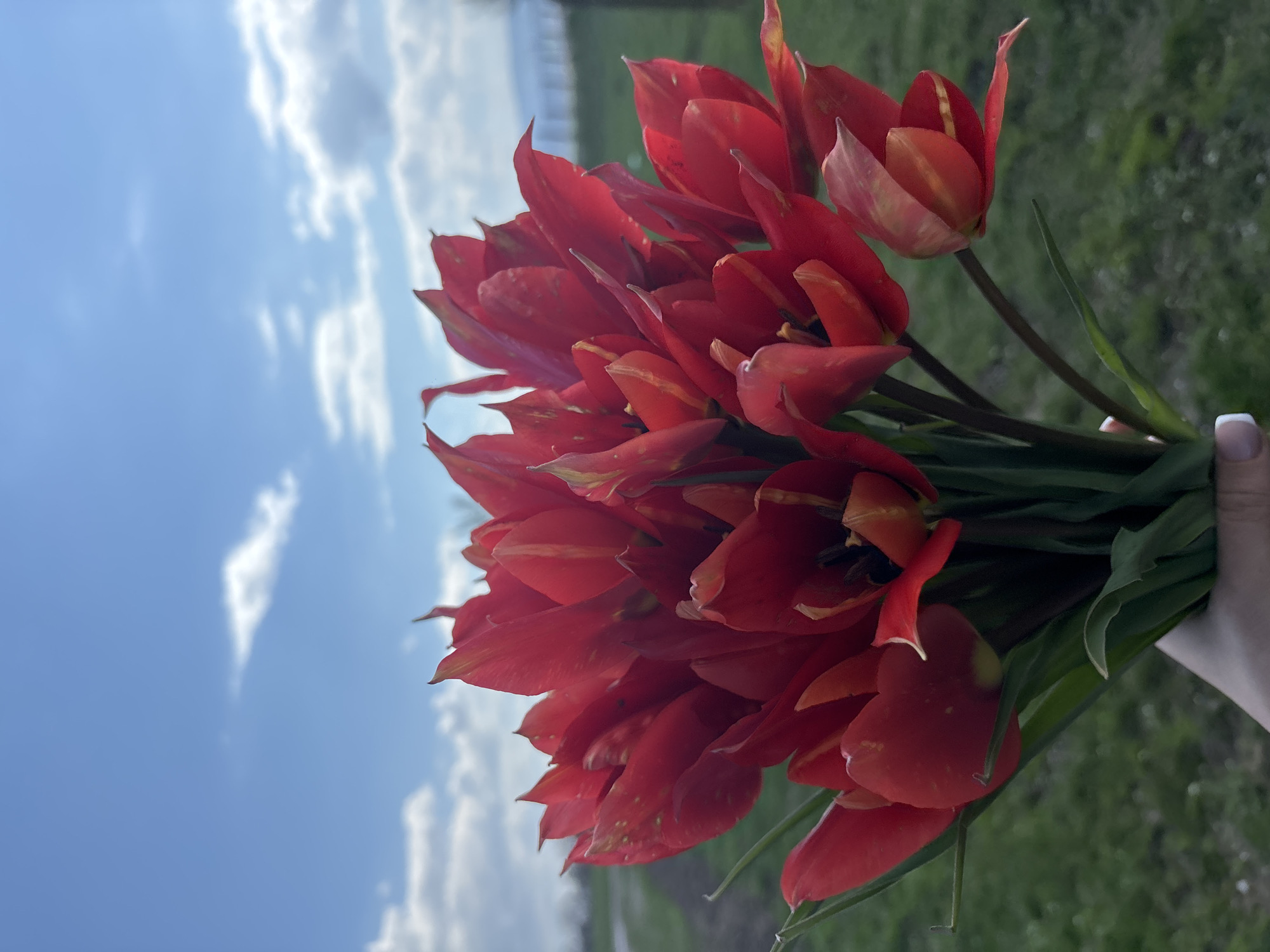 The image depicts a bouquet of red and yellow tulips held against a backdrop of a partly cloudy sky and greenery. The tulips are in focus, with the sky and greenery slightly blurred. A hand is holding the flowers. Based on the context, the location is likely near or in Makariopolsko, Bulgaria.