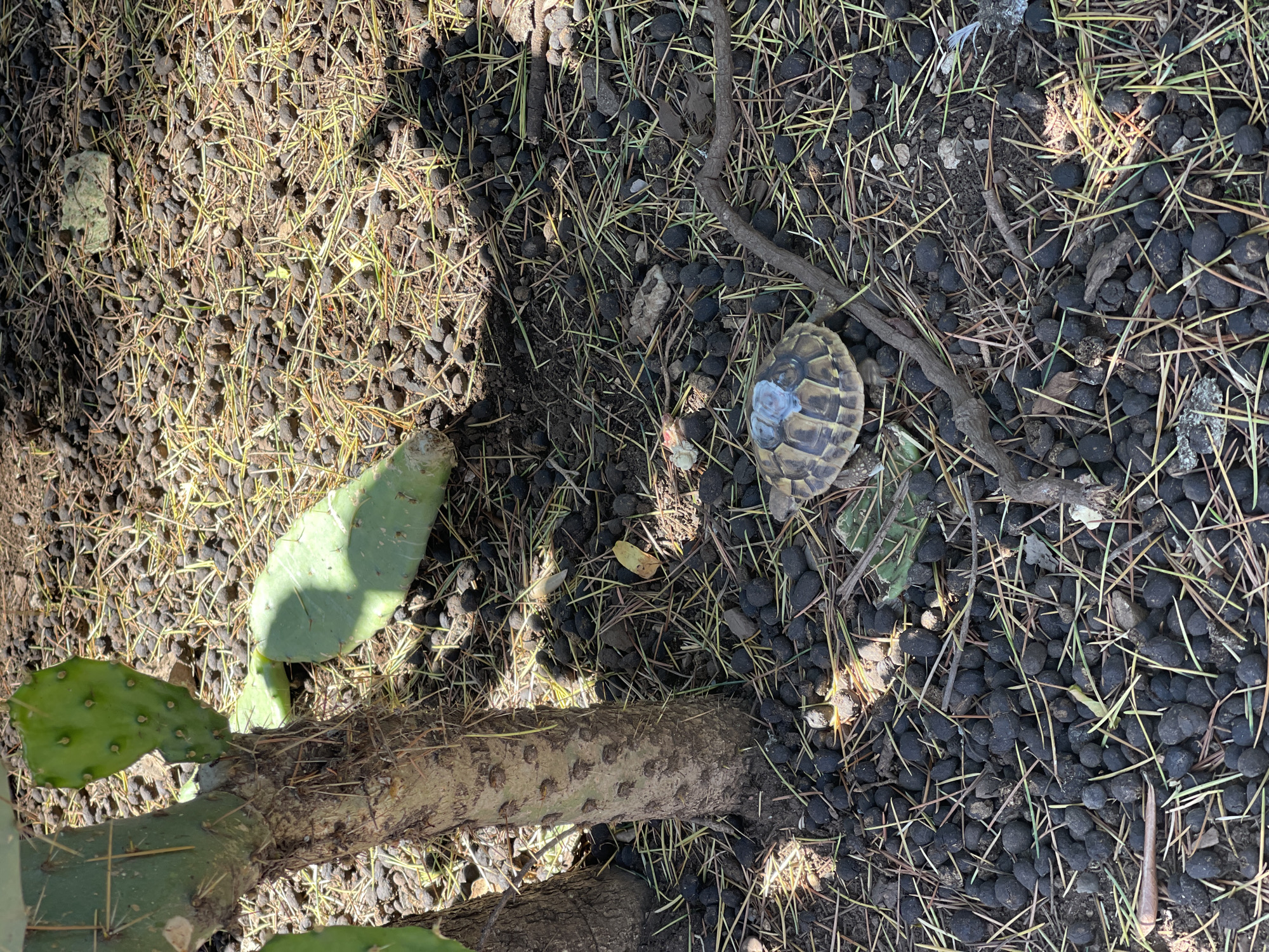 This overhead image depicts a small tortoise and a prickly pear cactus on sun-drenched ground.
The tortoise, positioned in the lower right portion of the frame, exhibits a distinct patterned shell in shades of brown and tan. A notable light blue-grey patch or mark is visible on the upper central part of its carapace. Its head and limbs are largely out of view.
In the lower left, a prickly pear cactus (Opuntia species) grows, featuring multiple green, spiny pads. One detached pad from the cactus lies on the ground near its base.
The ground cover consists primarily of numerous small, dark, rounded pellets, which resemble animal droppings or a type of dark mulch. These pellets are interspersed with dried pine needles, sparse dry grass, and small twigs. A thicker, gnarled branch also traverses the scene.
Bright, direct sunlight creates strong, defined shadows across the ground, indicating a clear, sunny daytime. The natural elements suggest a warm, potentially arid or Mediterranean environment. No text is visible in the image.