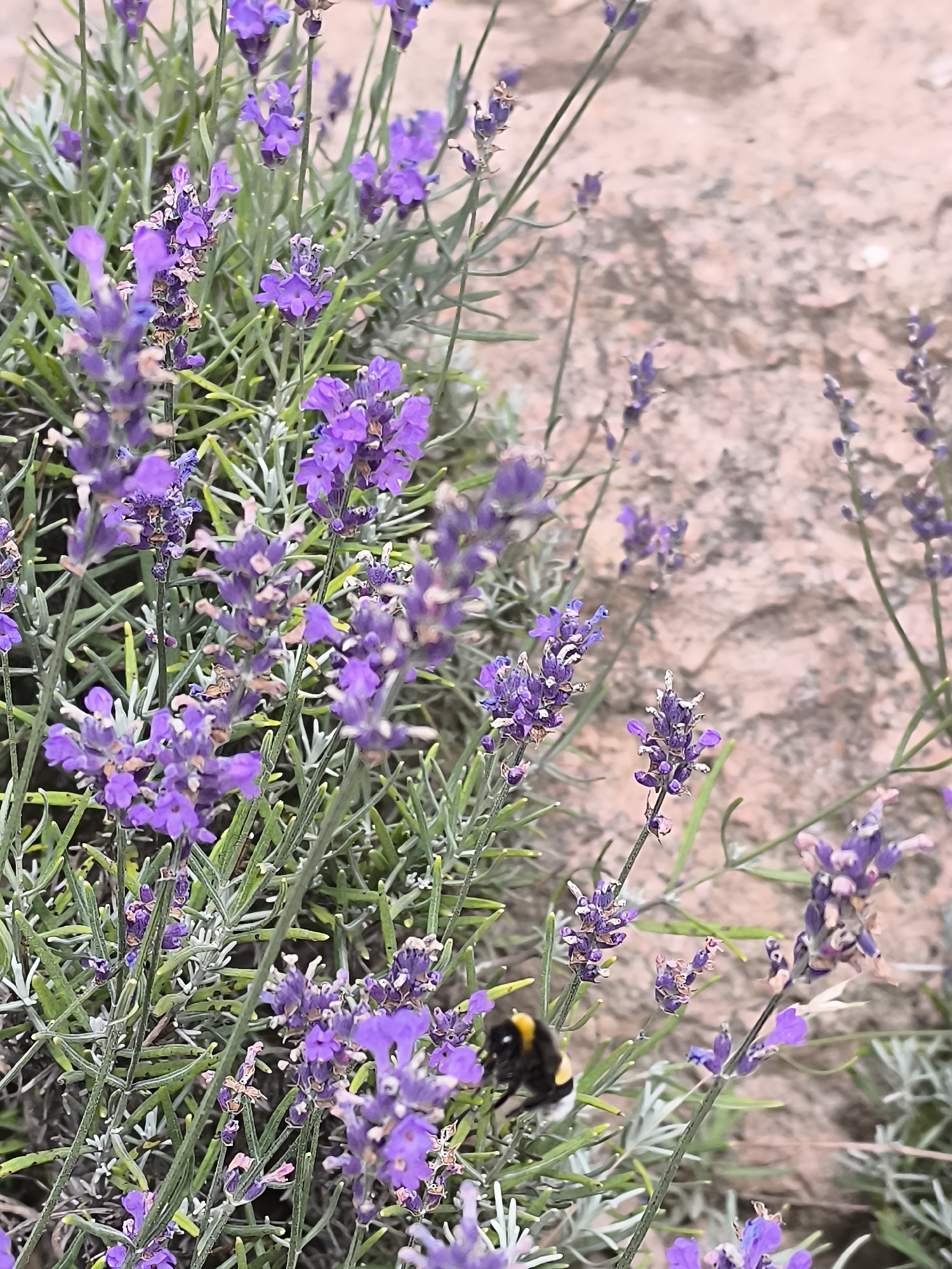 In Mažučiai, Lithuania, a bumblebee with black and yellow stripes is shown on a flowering lavender plant. The bumblebee is captured in motion, with its legs extended as if it is landing or taking off from one of the purple flowers. The background is a textured, light brown stone wall, slightly out of focus. The lavender stems are green and slender, supporting numerous small purple florets. Some of the florets appear slightly wilted or dried. The overall scene is a close-up, naturalistic depiction of a bumblebee interacting with lavender in an outdoor environment.