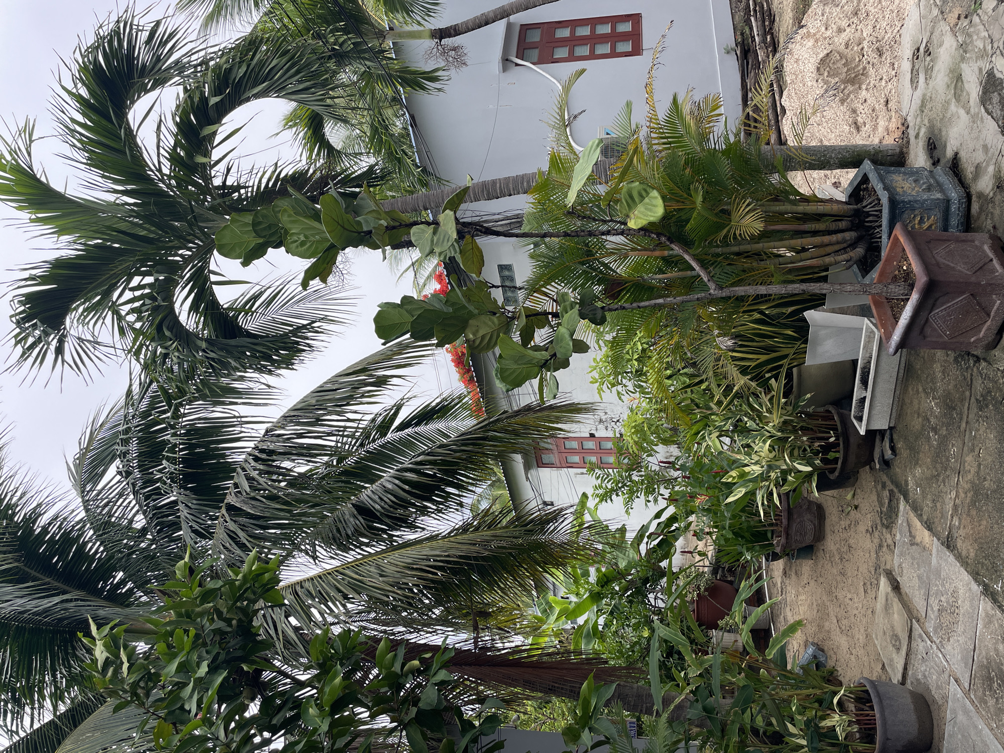 The image shows a view from what appears to be a residential garden in Phu Thuy Ward, Vietnam, as suggested by the available data. The scene is dominated by lush tropical vegetation, including palm trees and various potted plants. A white, two-story building with red-framed windows is partially visible in the background, obscured by the foliage. The ground is a mix of concrete and soil, typical of garden pathways. The focus is on the interaction between the natural elements and the built environment. There are no people visible in the image.