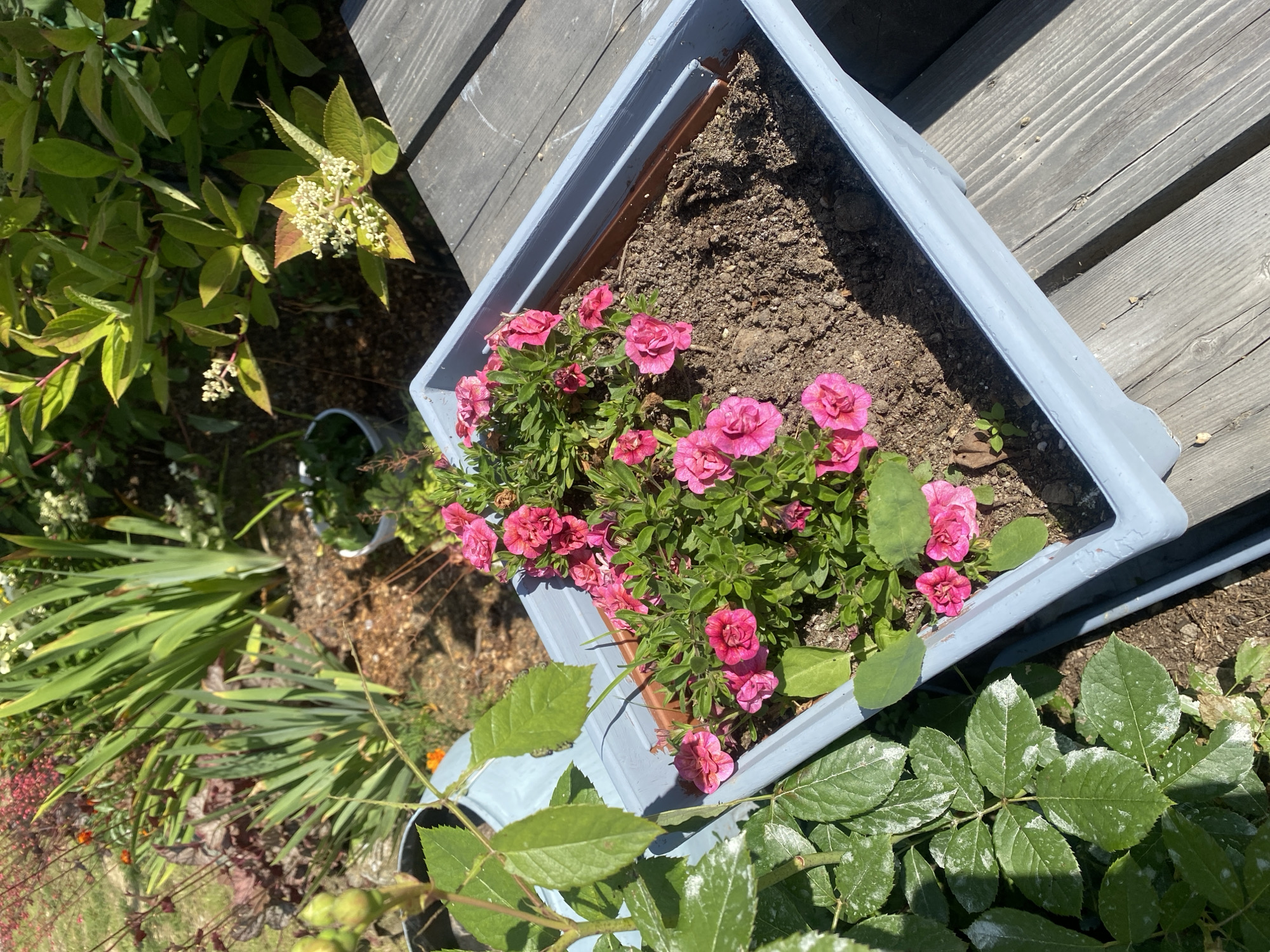 The image shows a rectangular light blue planter filled with dirt and several small pink flowers. The planter sits on a weathered wooden surface. To the left of the planter, a rose bush with green leaves, some of which have white powdery mildew, is visible. In the background, there are various plants, including tall green foliage, smaller plants with reddish-brown leaves, and some with clusters of small white flowers. The scene appears to be outdoors, likely in a garden or on a patio, with sunlight casting shadows. The location is described as Tret'ya Pad', Russia, but there are no specific visual cues in the image to confirm this location.