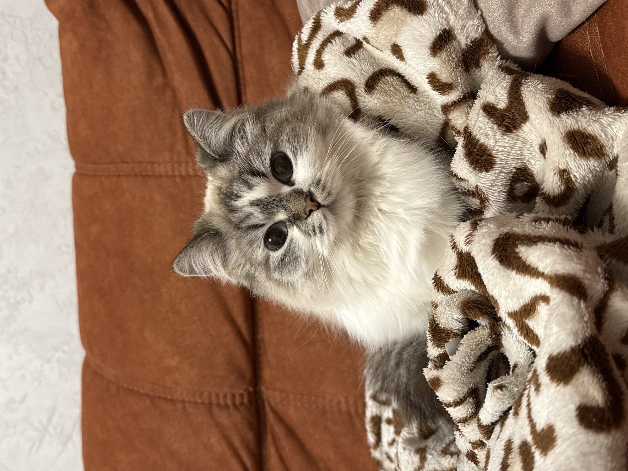 A cat is partially wrapped in a tan and brown patterned fleece blanket and sitting on a brown couch. The cat has light grey and white fur with dark grey eyes. The blanket has a swirling pattern with dark brown spots. The couch is made of a brown material with visible stitching.
Location: Rostov-on-Don, Russia (Not discernible from the image).