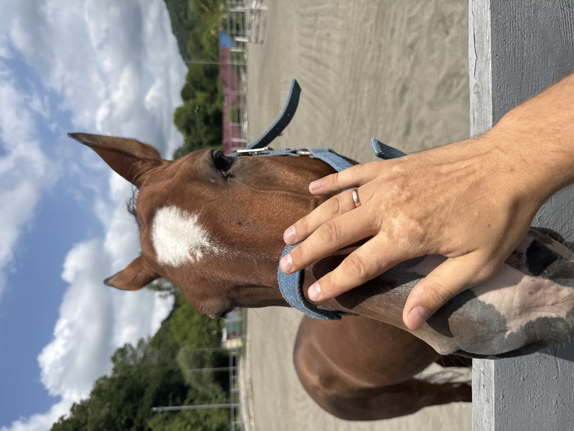 A close-up shot captures a brown horse with a white blaze on its forehead, being petted by a human hand. The horse wears a blue halter. The hand, adorned with a ring, is placed on the horse's muzzle. The scene is outdoors, with a sandy equestrian arena in the background. Beyond the arena, there are trees and a fence. The sky is blue with scattered clouds. The location is identified as Sochi, Russia.
