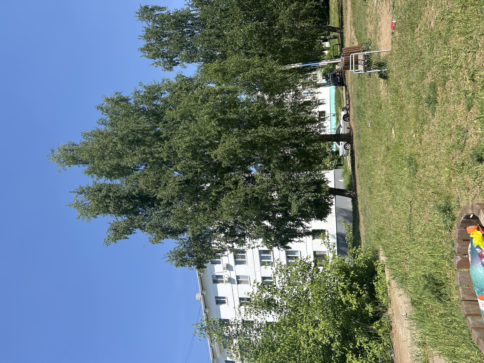 The image shows a sunny outdoor scene in what appears to be a park or yard in Chaikovsky, Russia, as indicated by the metadata. A large deciduous tree dominates the frame, partially obscuring a multi-story white building with numerous windows and air conditioning units mounted on its exterior. In the foreground, there is green grass and shrubbery. A bench is partially visible on the right side of the frame. In the background, other trees and what appears to be a car and some type of equipment, like a bicycle rack or play structure, are visible. The sky is clear and blue. The scene is well-lit, suggesting it is midday.