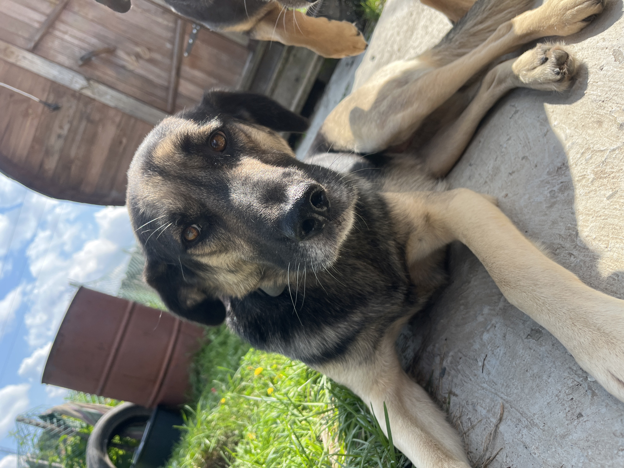 A medium-sized, mixed-breed dog with brown and black fur is lying on a concrete surface in an outdoor area. The dog is looking directly at the camera with its head slightly tilted. Its body is partially visible, with its front paws extended forward. The background includes green grass with yellow flowers, a rusty barrel, discarded tires, and a wooden structure. The sky is blue with white clouds. This scene appears to be in a backyard or industrial area in Nizhny Tagil, Russia.