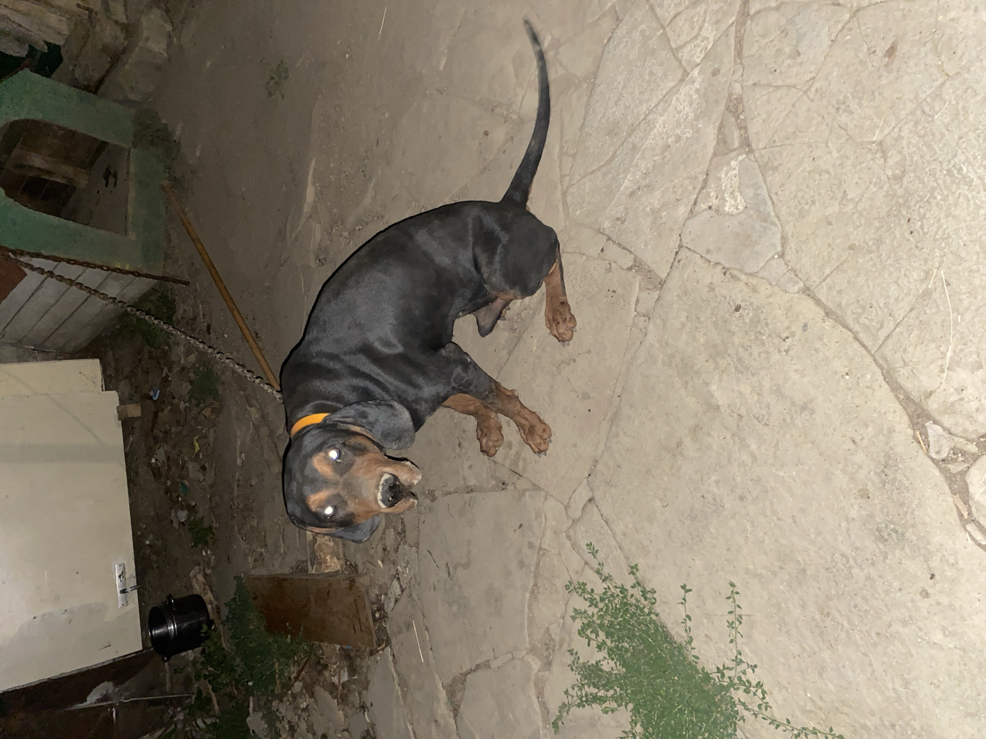 A black and tan dog with bright eyes sits on a cracked concrete patio. The dog is facing the camera with its head tilted slightly. It wears an orange collar. Behind the dog, a dilapidated structure with a green arched opening is visible, along with a section of a white wall and some scattered debris. A chain is attached to a post to the left of the dog. A thin green vine grows in the lower left corner of the image. The scene appears to be outdoors, possibly in a yard or alleyway, with dim lighting.