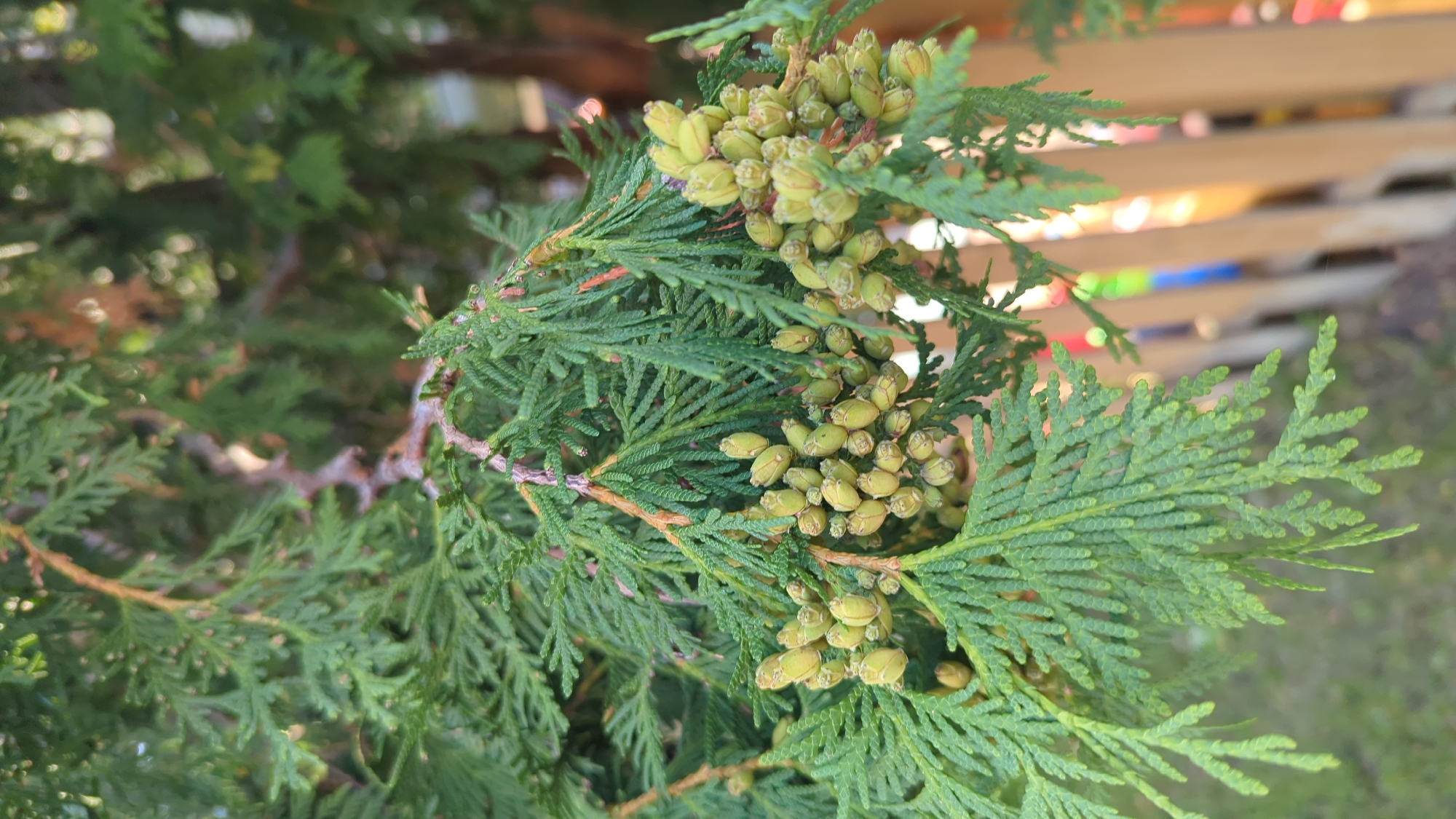 The image shows a close-up of a coniferous tree branch, likely a type of cedar, with small, light green cones. The needles of the tree are feathery and arranged in flat sprays. The background is blurred, but appears to be an outdoor setting with a wooden fence and hints of colorful objects behind it, possibly a garden or playground. The lighting suggests it is daytime, with sunlight filtering through the foliage. There are no people or animals visible in the image. The scene is calm and natural, focused on the details of the plant. Without further context, the specific location within Montreal, Canada, cannot be determined.