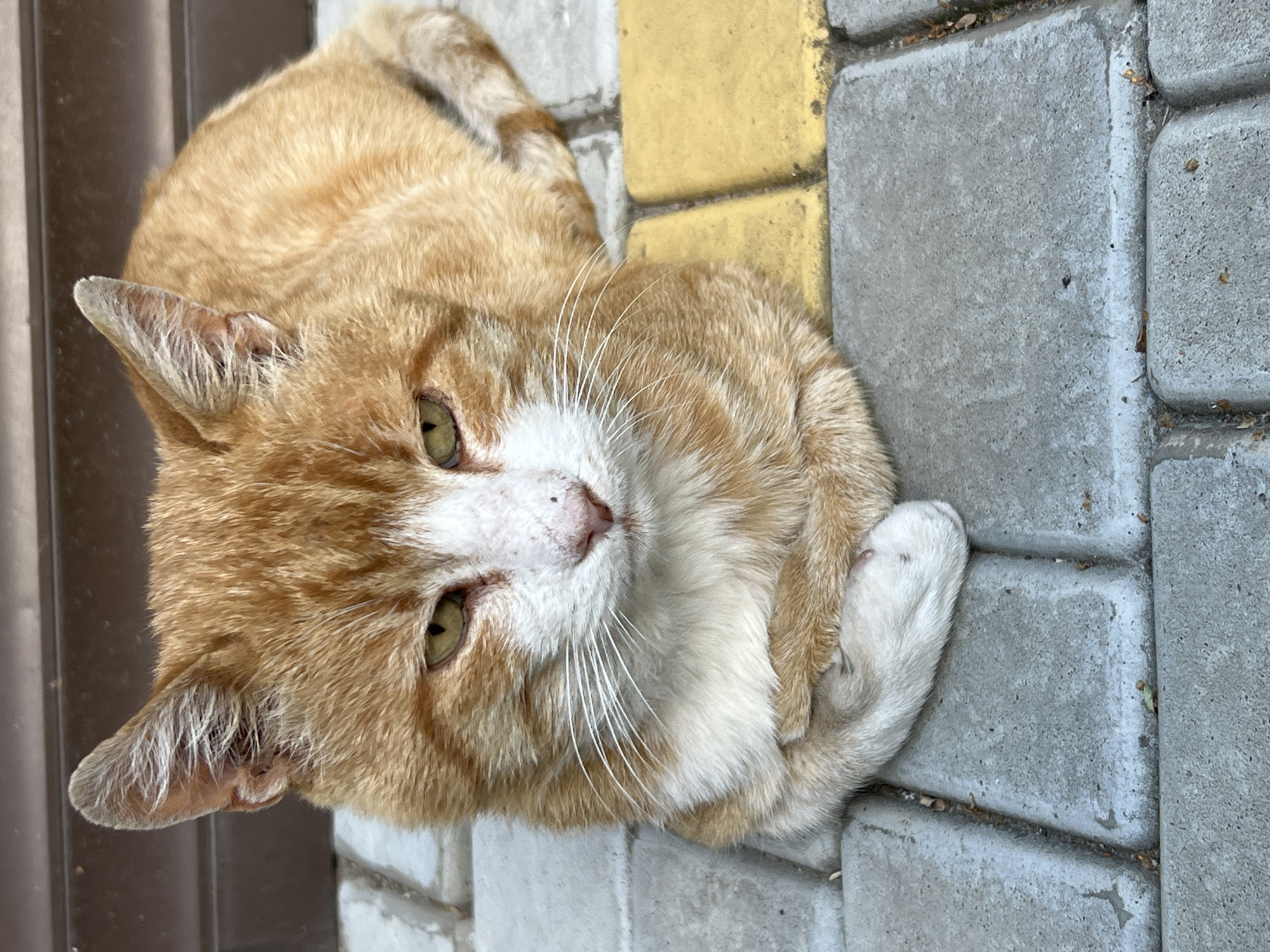An orange and white cat is lying down on a paved surface in Fontanka, Ukraine. The cat is facing the camera with its paws crossed in front of it. The background consists of a brown textured surface and the paved ground, which is made up of gray and yellow rectangular stones. The cat's eyes are partially closed, and its expression appears neutral. The lighting suggests it is daytime.