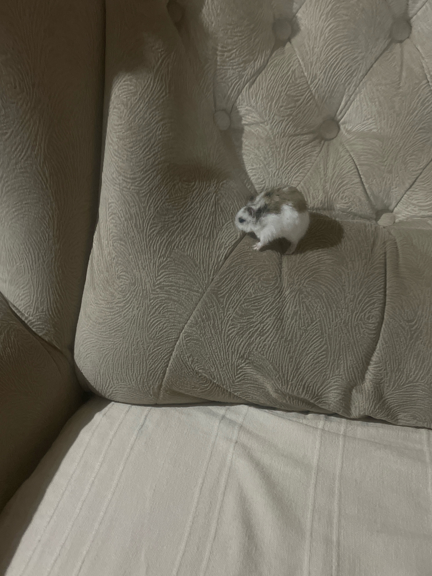 A small, fluffy hamster with brown and white fur is perched on a textured, light-colored cushion. The cushion appears to be part of a tufted sofa, with visible indentations and a patterned fabric. The hamster is facing to the left, with its body angled slightly towards the viewer. The background consists of more of the sofa's upholstery, which has a subtle, wavy pattern. The lighting casts a shadow of the hamster onto the cushion behind it. The scene takes place indoors, likely in a domestic setting. There is no information available about the location in Baranovka, Russia, as this is not discernible from the image.