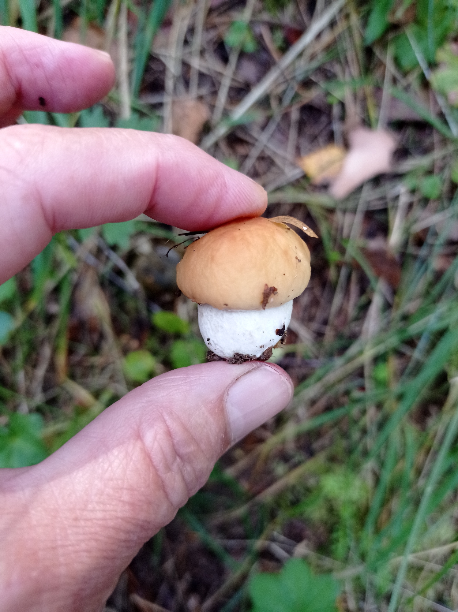 A close-up, eye-level shot shows a person's hand holding a very small mushroom. The mushroom has a light brown cap and a white stem, with some dark specks on both. The fingers holding the mushroom are light-skinned and show some texture from wrinkles. The background is out of focus, with elements of grass and dry leaves suggesting an outdoor, natural environment, possibly a forest floor. There is no visible indication of the city of Degtyarsk, Russia, or any urban features. The lighting appears to be natural daylight.