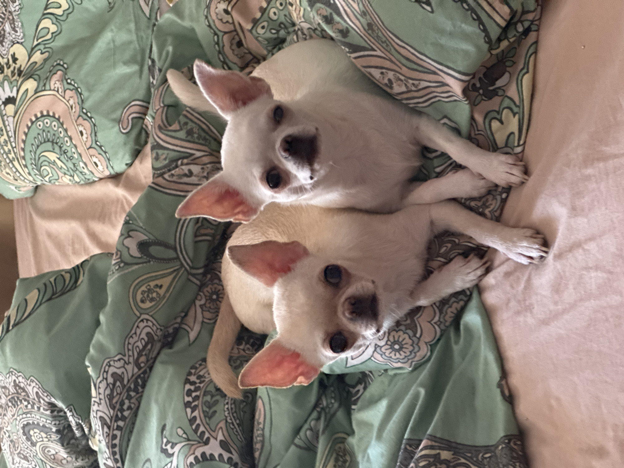 Two light-colored Chihuahuas are lying on a bed with green paisley patterned bedding. The dog on the left is looking towards the camera with its head slightly tilted, while the dog on the right is looking directly at the camera. The bed appears to be in a domestic setting. There is no indication of the city of Novosibirsk, Russia in the image.