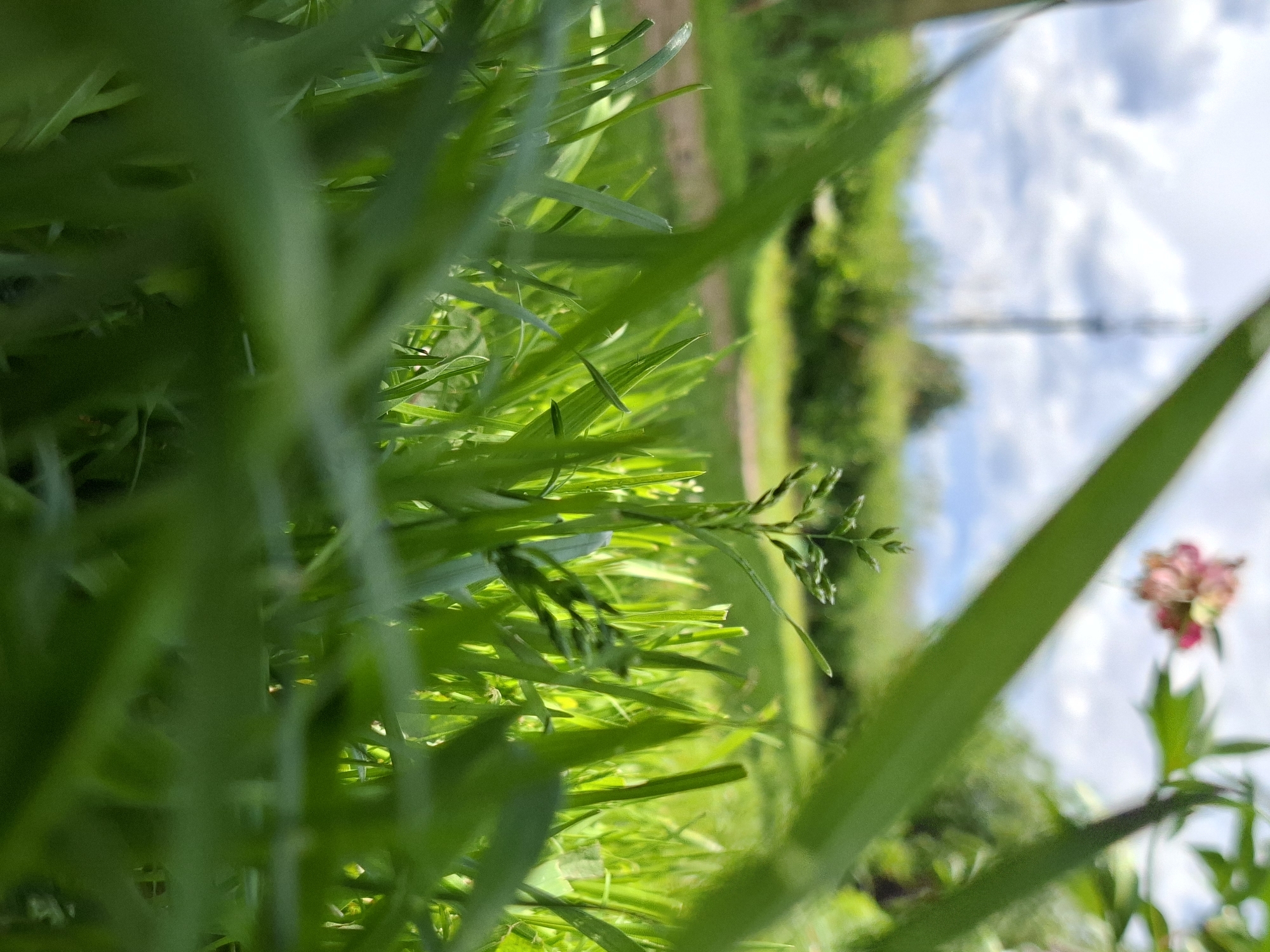 A low-angle, close-up shot captures a vibrant green blade of grass in the foreground, slightly blurred due to its proximity to the camera. Behind it, a cluster of shorter green blades and a small, undeveloped plant sprout are visible. Further in the background, a path winds through lush green foliage. In the far distance, a tall, slender tower pierces a partly cloudy sky. To the right, a delicate pink flower with multiple petals adds a touch of color to the scene. The overall impression is one of a natural, outdoor environment bathed in daylight.