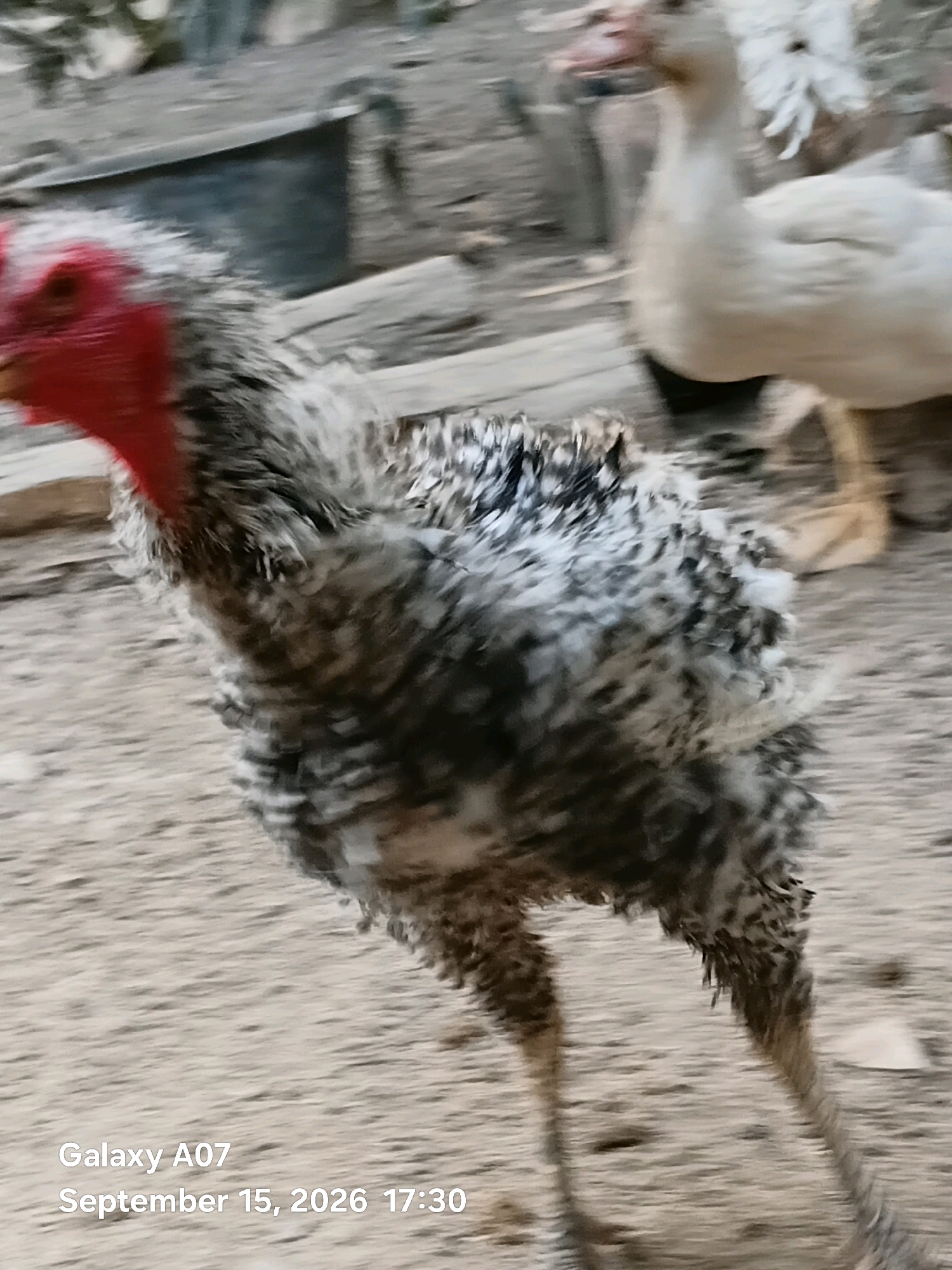 A turkey with a red head and grey and white speckled feathers stands on sandy ground in what appears to be a rural or farm setting. In the background, a white duck is visible, and other objects are blurred and out of focus. The image includes a timestamp in the bottom left corner: "Galaxy A07 September 15, 2026 17:30". The location is identified as Margo Rukun, Indonesia.