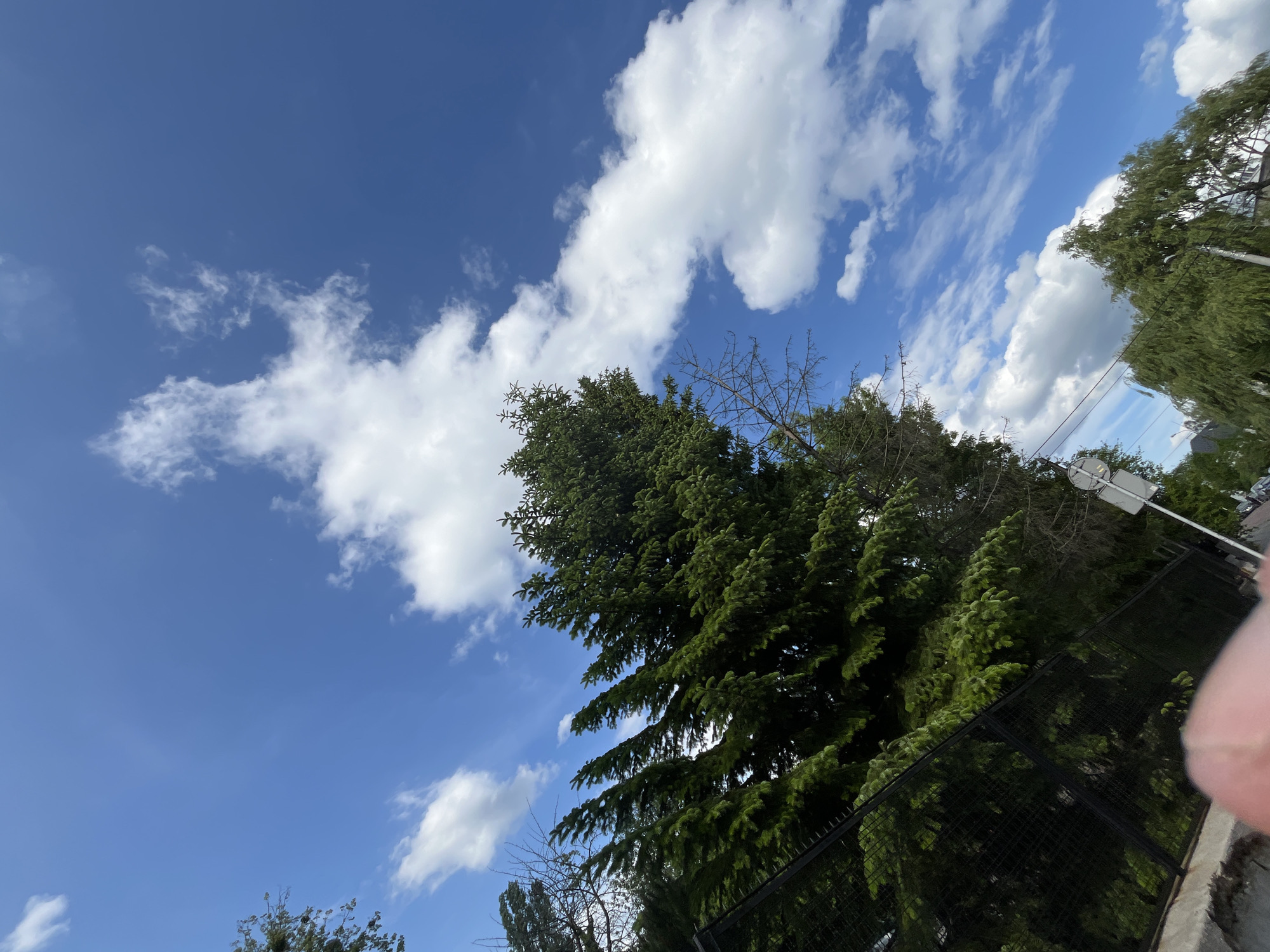 The image shows a view looking up towards a bright blue sky with scattered white clouds. In the lower part of the image, there's a large, green pine tree with well-defined branches. A black metal fence runs along the bottom edge of the image. Other trees and a traffic sign are visible in the background on the right side of the image. A finger partially obscures the view at the bottom right corner. The location is Unknown, Unknown.