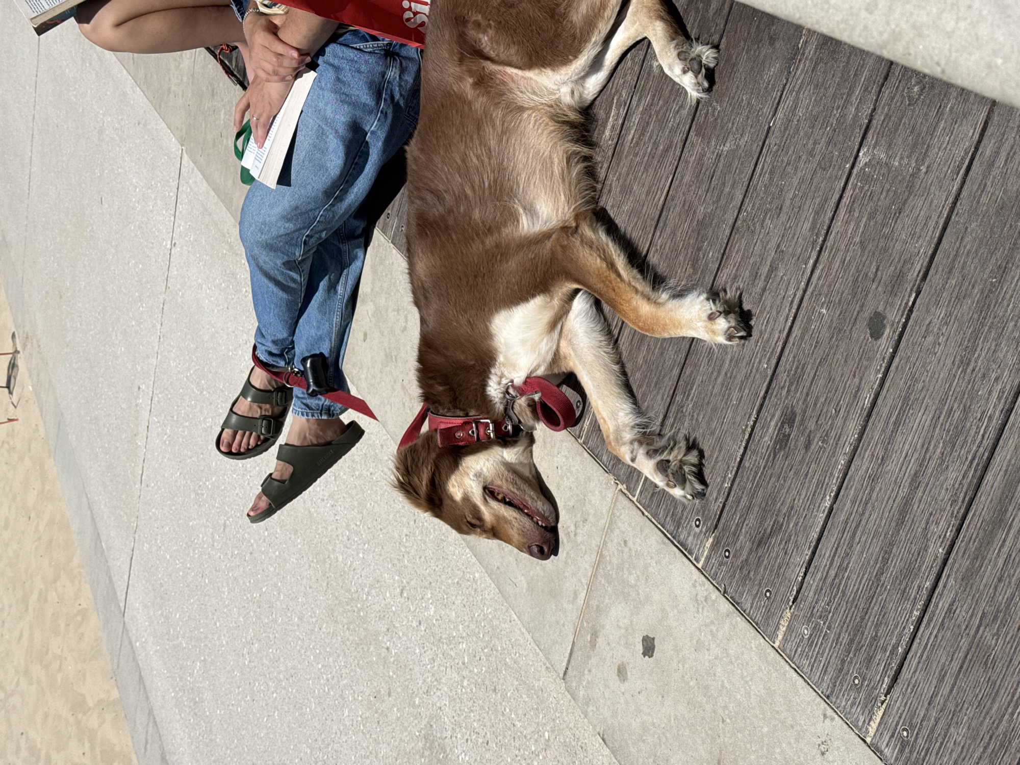 A medium-angle shot depicts a person seated, wearing blue jeans and green sandals, with a dog lying supine next to them on a boardwalk. The dog, with brown fur and a red collar, is positioned with its head near the person's feet. The boardwalk is constructed of dark, weathered wooden planks. Adjacent to the boardwalk is a light gray concrete surface. A book is visible in the person's hands. The environment suggests an outdoor setting, potentially near a beach, as sand is visible in the lower left corner. The overall scene conveys a relaxed atmosphere. The location is Tel-Aviv, Israel.