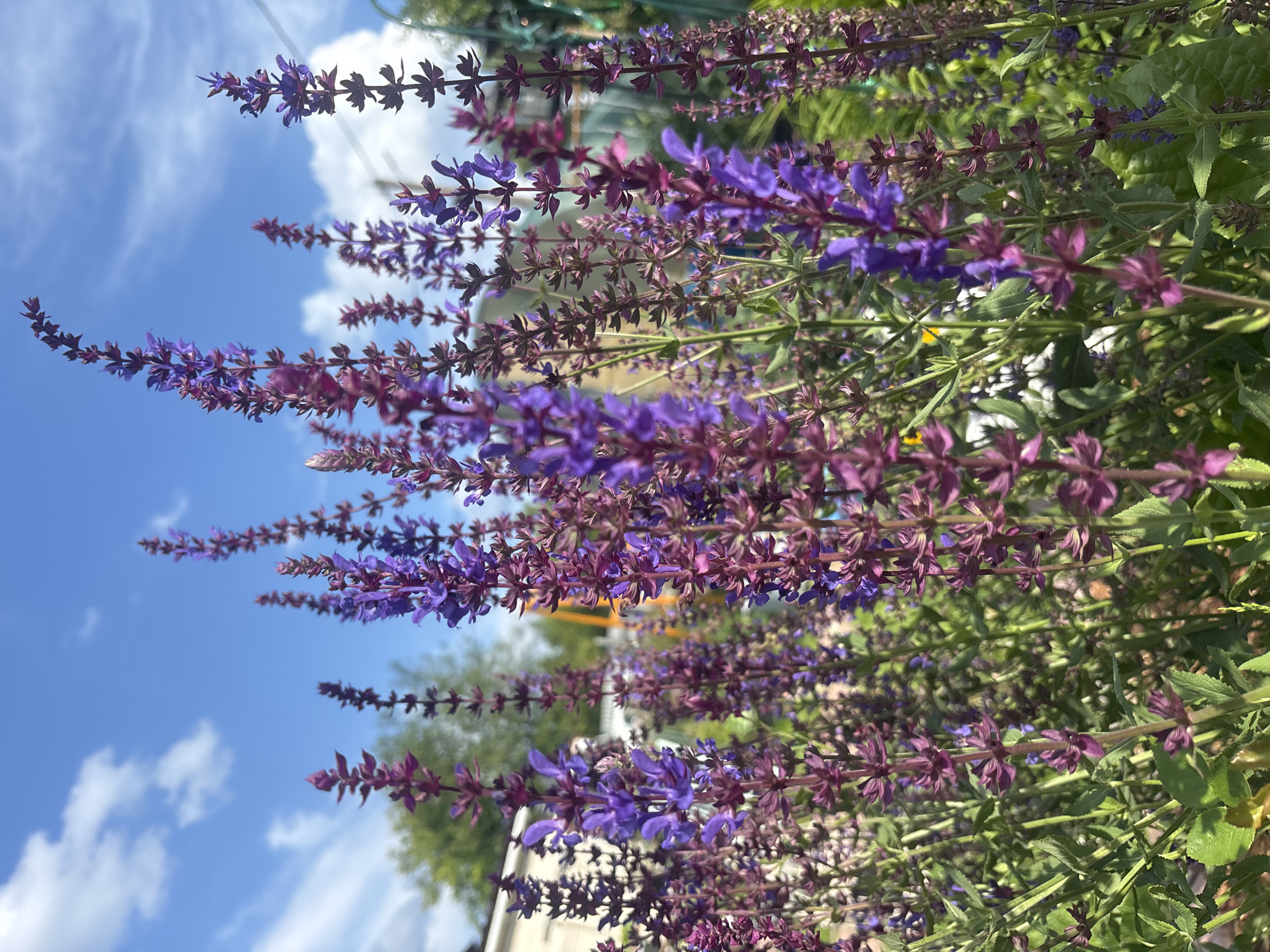 The image shows a close-up view of blooming purple and magenta salvia flowers in a garden setting. The flowers are tall and spiky, with many small blossoms clustered along the stems. The background is blurred, but hints of a building, trees, and a bright blue sky with white clouds can be seen, suggesting an outdoor, possibly suburban or rural environment. The lighting indicates it is daytime, likely sunny. The scene appears to be located in the city of Лотос Снт (марьино), Russia, based on the provided location context. There are no people or specific actions depicted in the image.