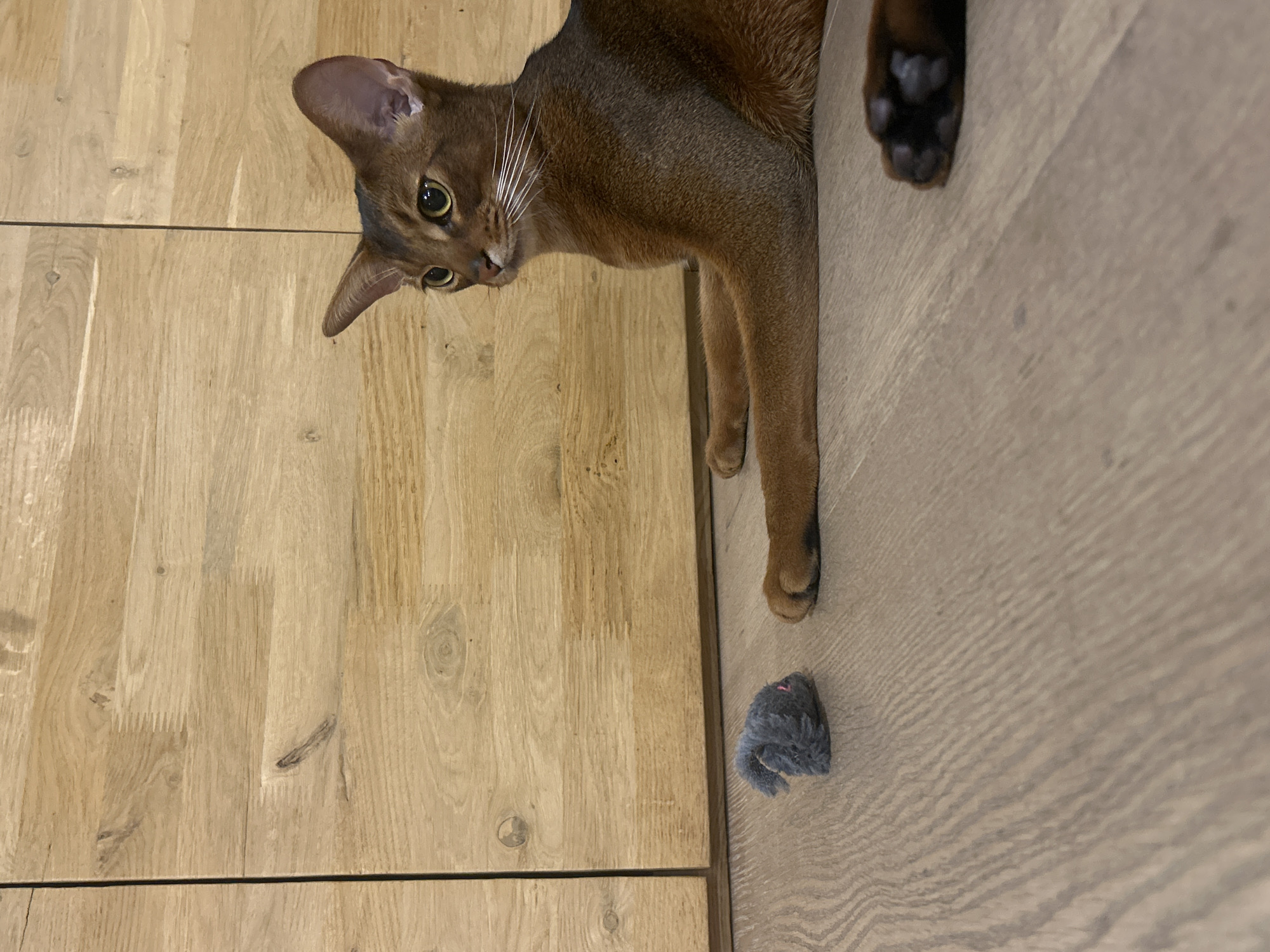 An Abyssinian cat is lying on a light-colored wooden floor. The cat is facing to the right, with its body extended. Its fur is a rich reddish-brown color, and its eyes are a striking yellow-green. A small, gray toy mouse is positioned to the left of the cat. Behind the cat is a wooden cabinet with vertical panels. The scene appears to be indoors, in a domestic setting. There is no indication of the city of Minsk or Belarus in the image.