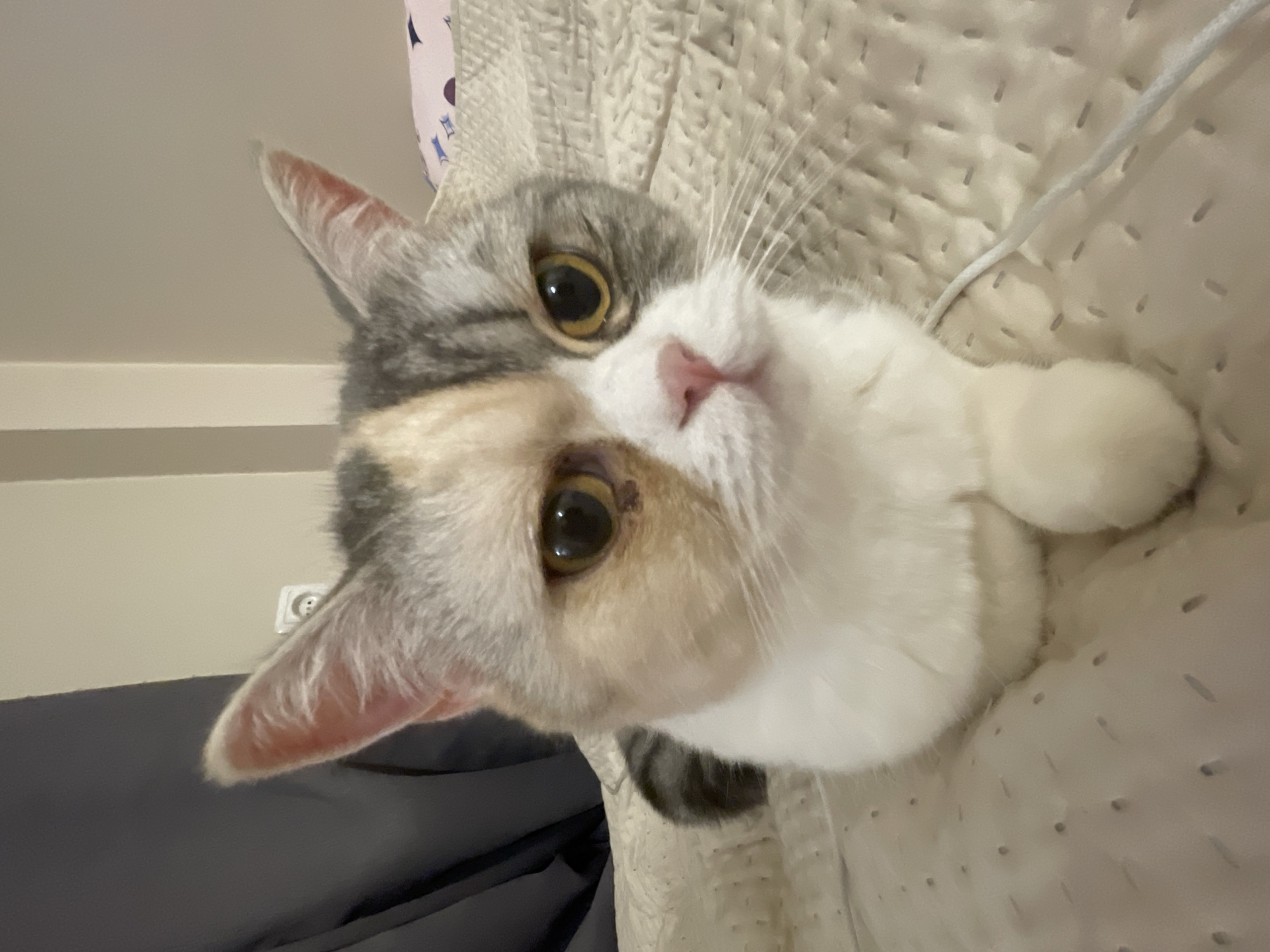 The scene is situated within a residence in Tallinn, Estonia. A domestic feline subject is prominently featured, positioned upright and facing the observer directly. The cat exhibits a distinctive bicolored facial pelage, with cream and fawn pigmentation on its right side and grey-striped tabby markings on its left, meeting along the midline of its nose. Its chest and forelegs are white, with the right foreleg appearing to cross over the left. The feline possesses large, round, amber-yellow ocular globes, with visible lacrimal discharge residue inferior to its right eye. It rests upon a light-beige quilted textile surface, which displays a pattern of small, elongated indentations. The immediate background on the left consists of a dark grey curtain, while a cream-colored wall is visible on the right, bearing a white European-style electrical receptacle. A thin white cord traverses the quilted surface in the lower right portion of the frame. No human subjects are discernible.