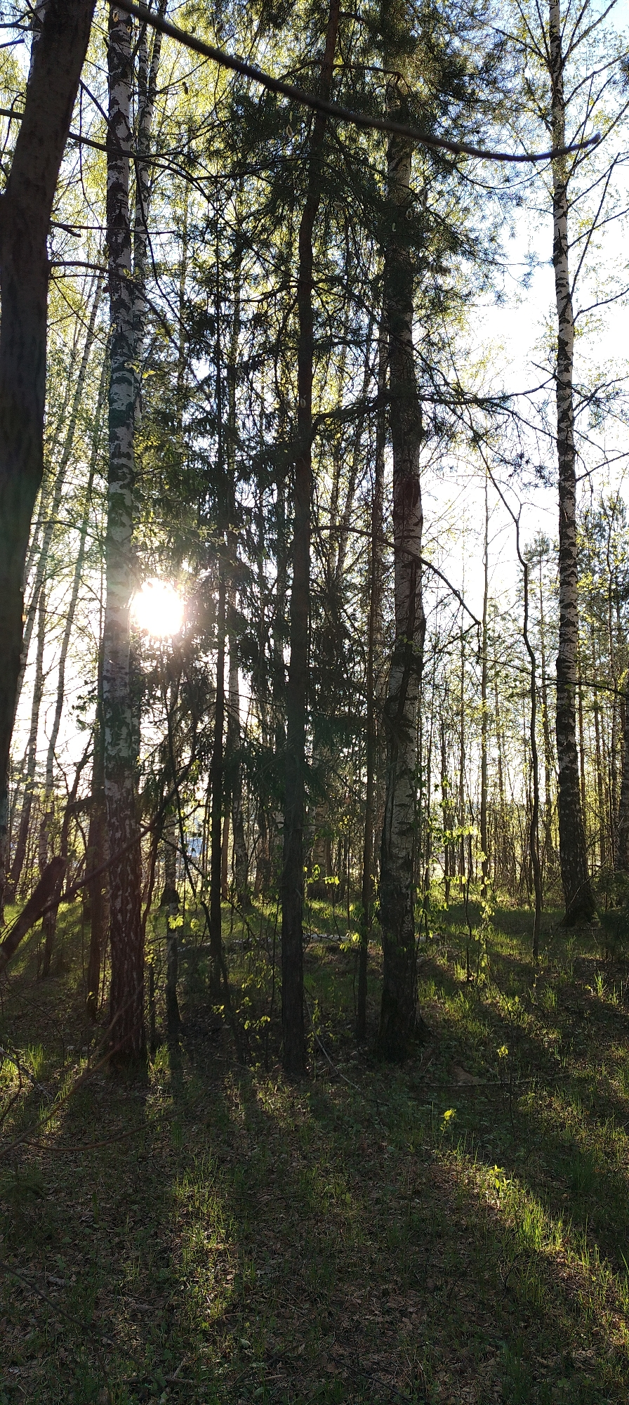 The image depicts a forest scene in Zipunovo, Russia. The foreground is dominated by leaf-covered ground with interspersed green grass. The middle ground is filled with various tree trunks and green leaves; some of the tree trunks are white birch. Sunlight is shining through the leaves, creating bright spots and long shadows on the ground. There are no people visible in the image. The sky is visible through the tree tops.