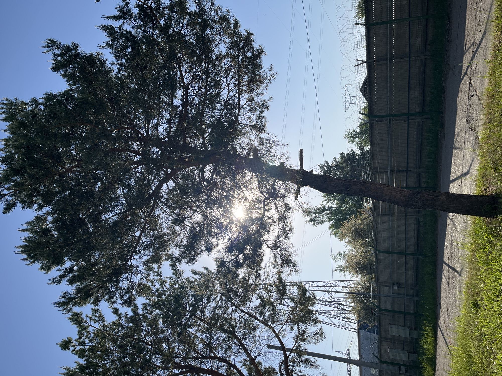 The image depicts an outdoor scene in Chaikovsky, Russia. A large pine tree dominates the left side of the frame. The sun is shining through the branches, creating a bright spot. The background includes a barbed wire fence, a paved road, and power lines. The overall environment suggests an industrial or perimeter area.