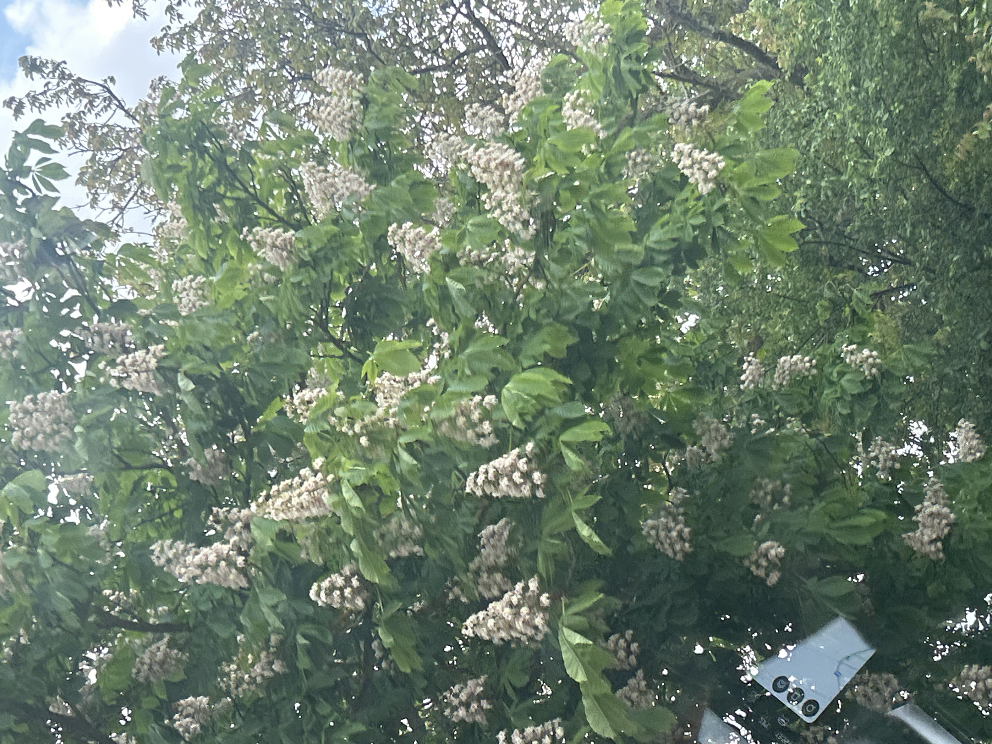 A tree with white flowers and green leaves fills the frame, partially obscuring the sky in the city of Unknown, Unknown. A reflection of what appears to be a smartphone is visible in the lower right corner.