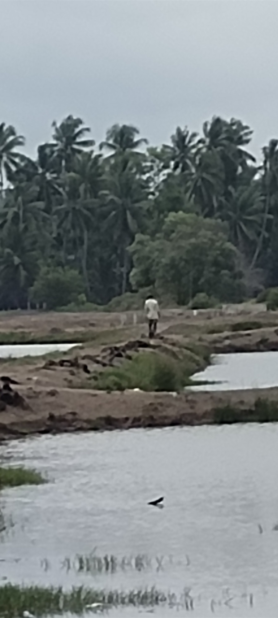 A person walks along a dirt path bordered by water. The person is wearing a white shirt and dark pants. Behind the person, there is a dense cluster of palm trees and other foliage, suggesting a tropical environment. The sky is overcast. The scene appears to be in Lhokseumawe, Indonesia, a coastal city known for its palm trees and proximity to the ocean. The water bodies in the foreground could be part of the aquaculture farms or natural inlets common in the region.