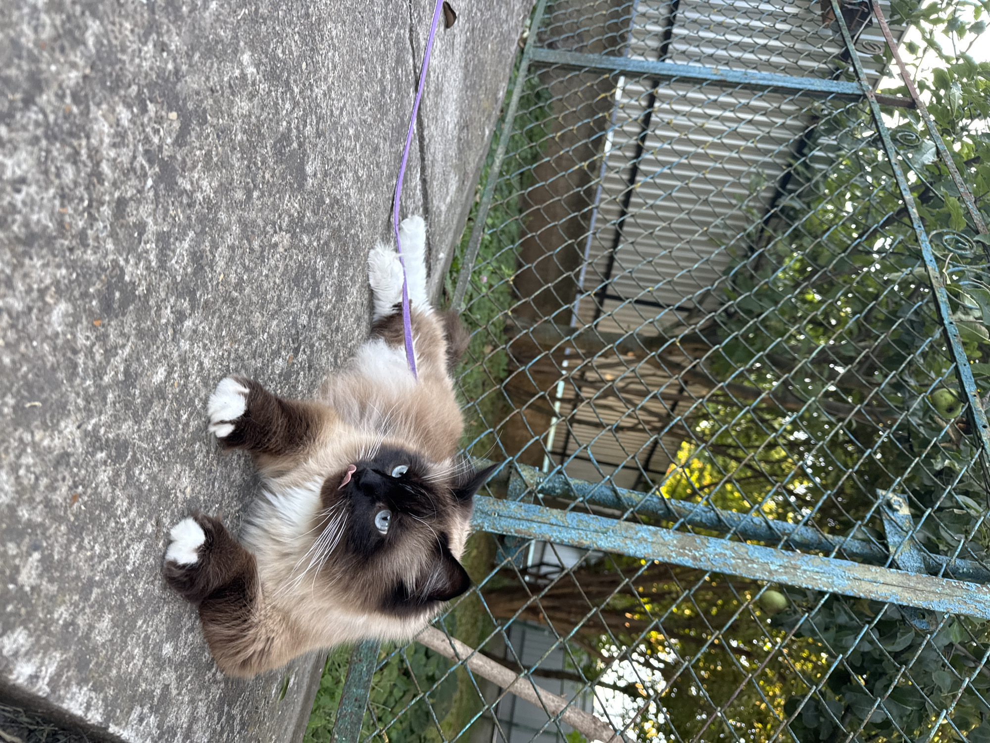 A fluffy, siamese-mix cat with blue eyes and dark brown points lies on a concrete surface, its body angled towards the right of the frame. The cat's tongue is sticking out, and it is wearing a purple leash around its body. The background features a chain-link fence with blue-painted metal posts and a corrugated metal fence behind it. Green trees and foliage are visible through the chain-link fence, and sunlight filters through the leaves. The scene appears to be outdoors in a yard or an alleyway.