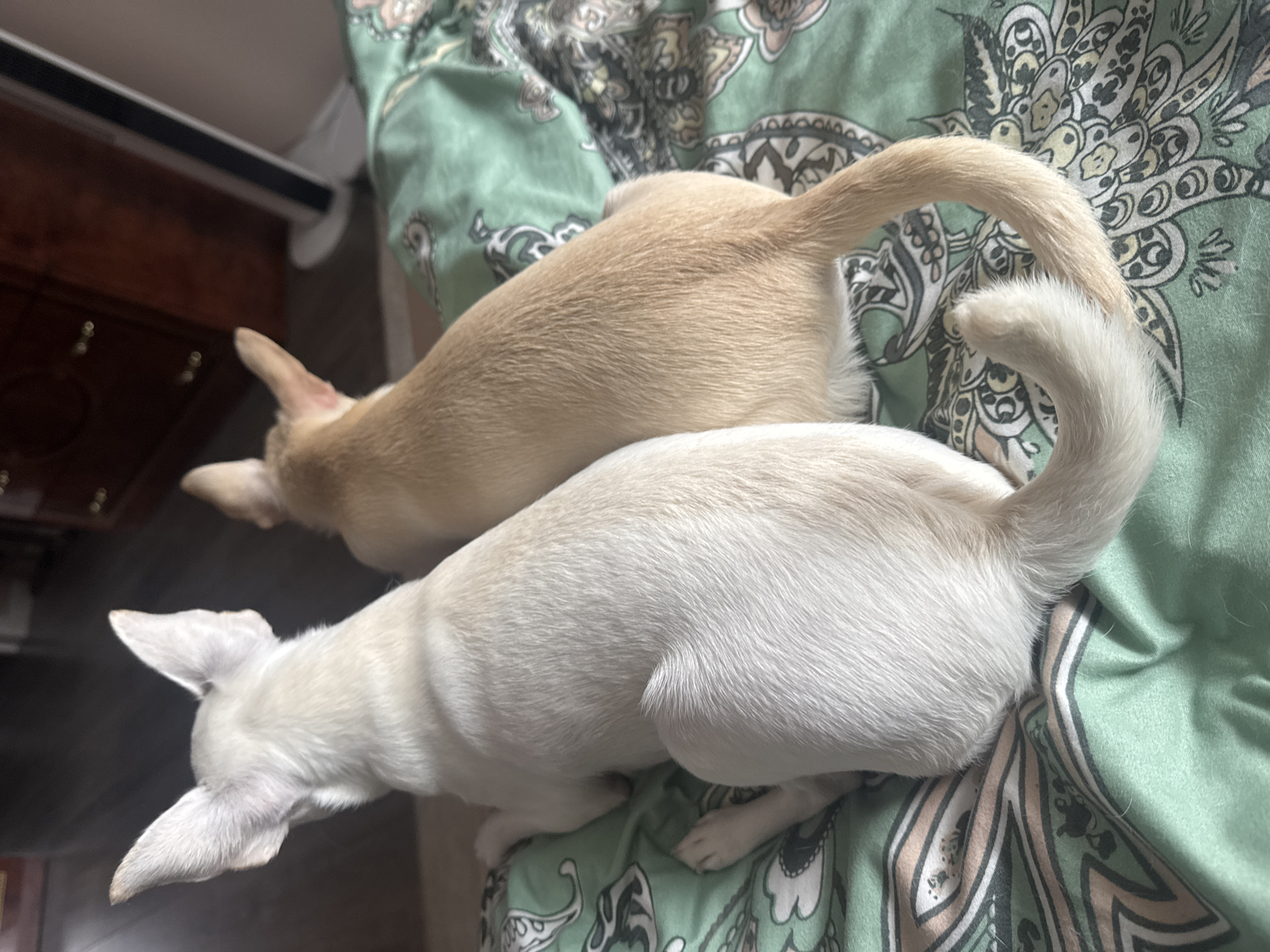 Two Chihuahuas, one white and one tan, sit on a green patterned comforter in an indoor setting. The white dog is on the left, facing away from the camera, with its head turned slightly to the left. The tan dog is to the right and slightly behind the white dog, also facing away. Both dogs have large, erect ears and their tails are curled. The comforter has a paisley-like pattern in shades of green, beige, and black. In the background, out of focus, is a dark wooden dresser with brass knobs and a white vertical object, possibly a fan or heater. The lighting suggests it is daytime. The scene is set in an unspecified room within a residential dwelling. There is no indication of the specific location being Novosibirsk, Russia.
