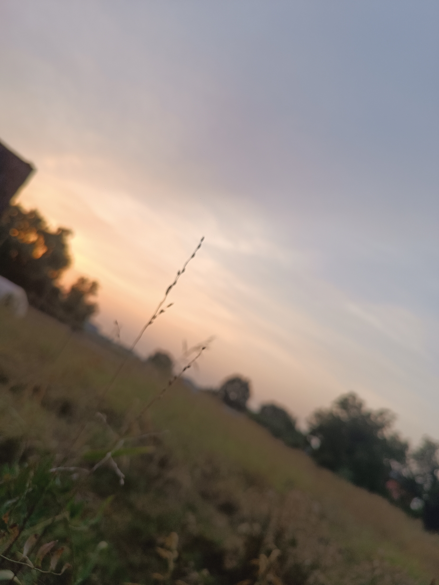 The image depicts a blurred, tilted view of a rural landscape at sunset. A single blade of grass is in sharp focus in the foreground. In the middle ground, a field transitions into a line of trees, and a hint of a building can be seen on the far left. The sky is a gradient of warm orange near the horizon, transitioning to a pale blue overhead, suggesting a setting sun. The scene appears to be an outdoor, natural environment with agricultural land and vegetation. There are no people or animals visible in the image. The image was taken in Viadana, Italy, likely in a rural or semi-rural area.
