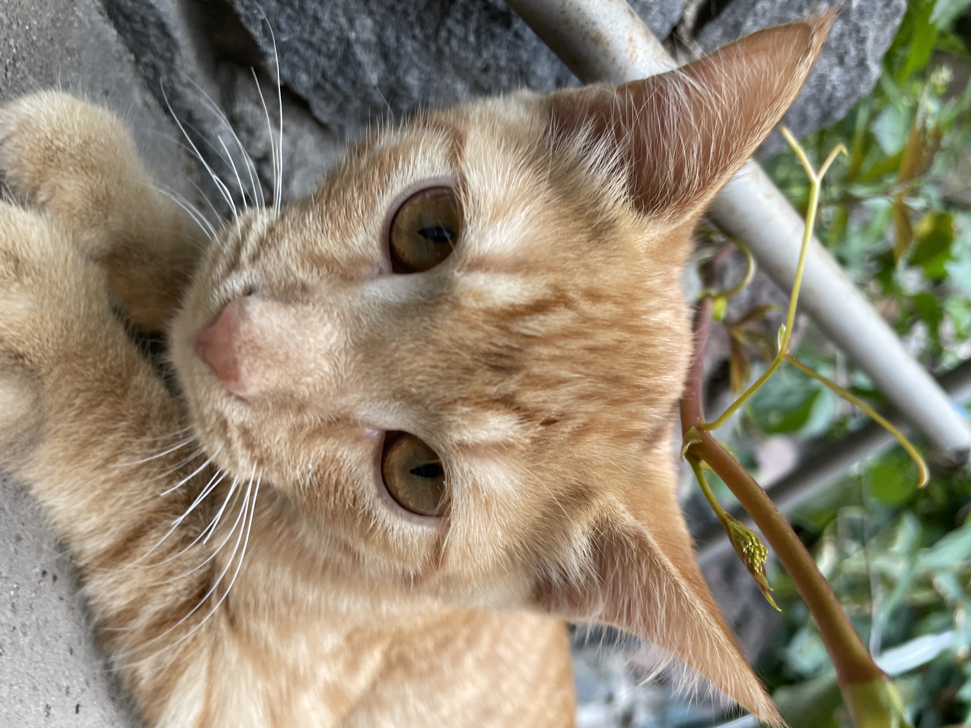 The image is a close-up shot of an orange tabby cat's face. The cat is looking directly at the camera with its amber-colored eyes. Its fur is a mix of light and dark orange stripes. The background is blurred, showing some greenery and a gray, rough surface, possibly a stone wall. A thin, light-colored pipe runs horizontally across the upper part of the frame, with a thin vine growing around it. The image does not contain information that would allow for the determination of its location in Almaty, Kazakhstan.