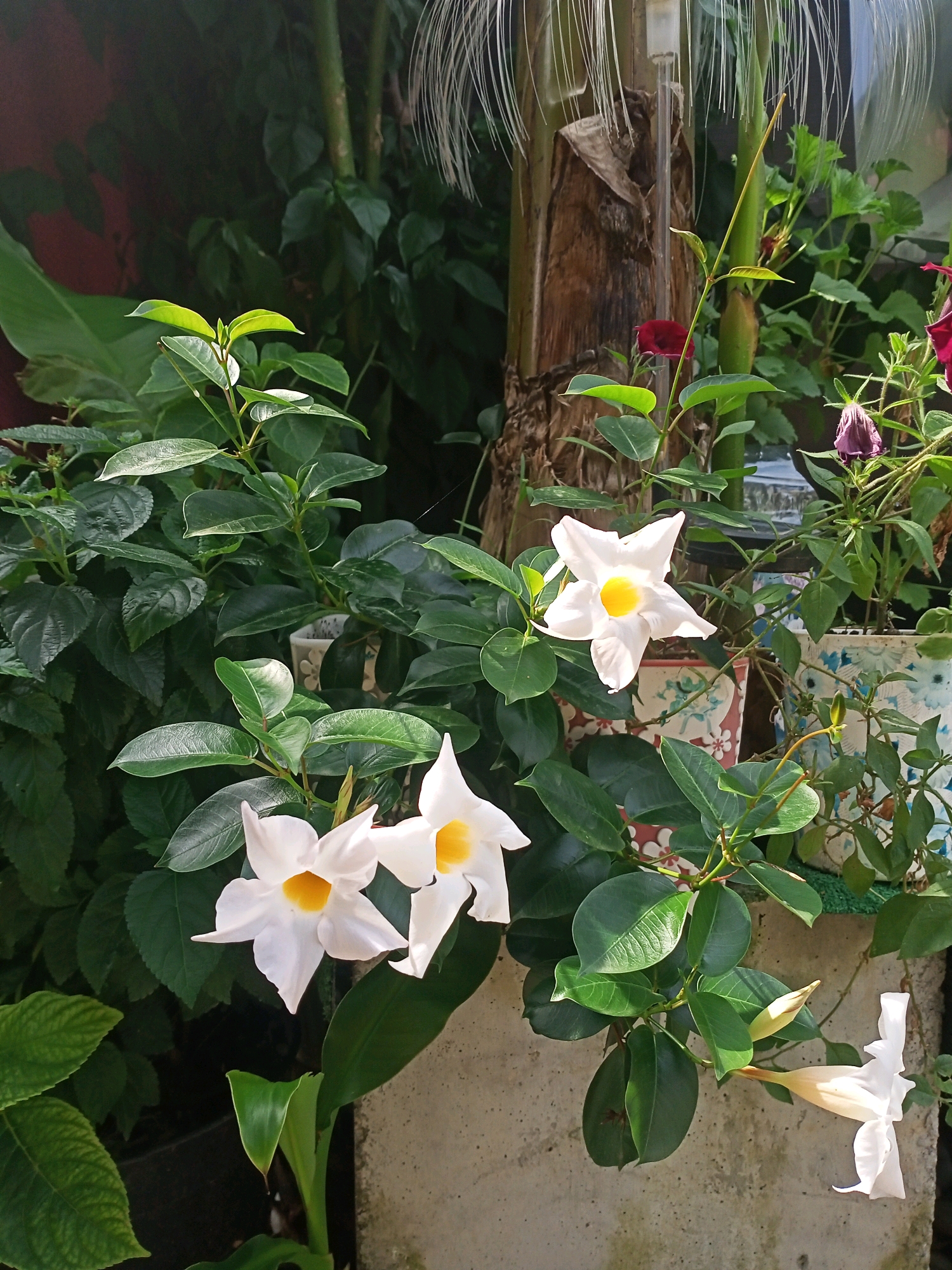 A close-up shot shows several white flowers with yellow centers, likely Mandevilla or Dipladenia, blooming on lush green vines. The flowers are a dominant feature, with a few fully open and others in bud. They are set against a backdrop of dense foliage and a textured concrete surface, suggesting an outdoor garden setting, possibly in Tsandrypsh, Abkhazia. The image captures the vibrant colors and delicate details of the flowers and leaves. The environment is green and verdant, indicating a natural or well-maintained garden. There are no people or animals visible in the frame.