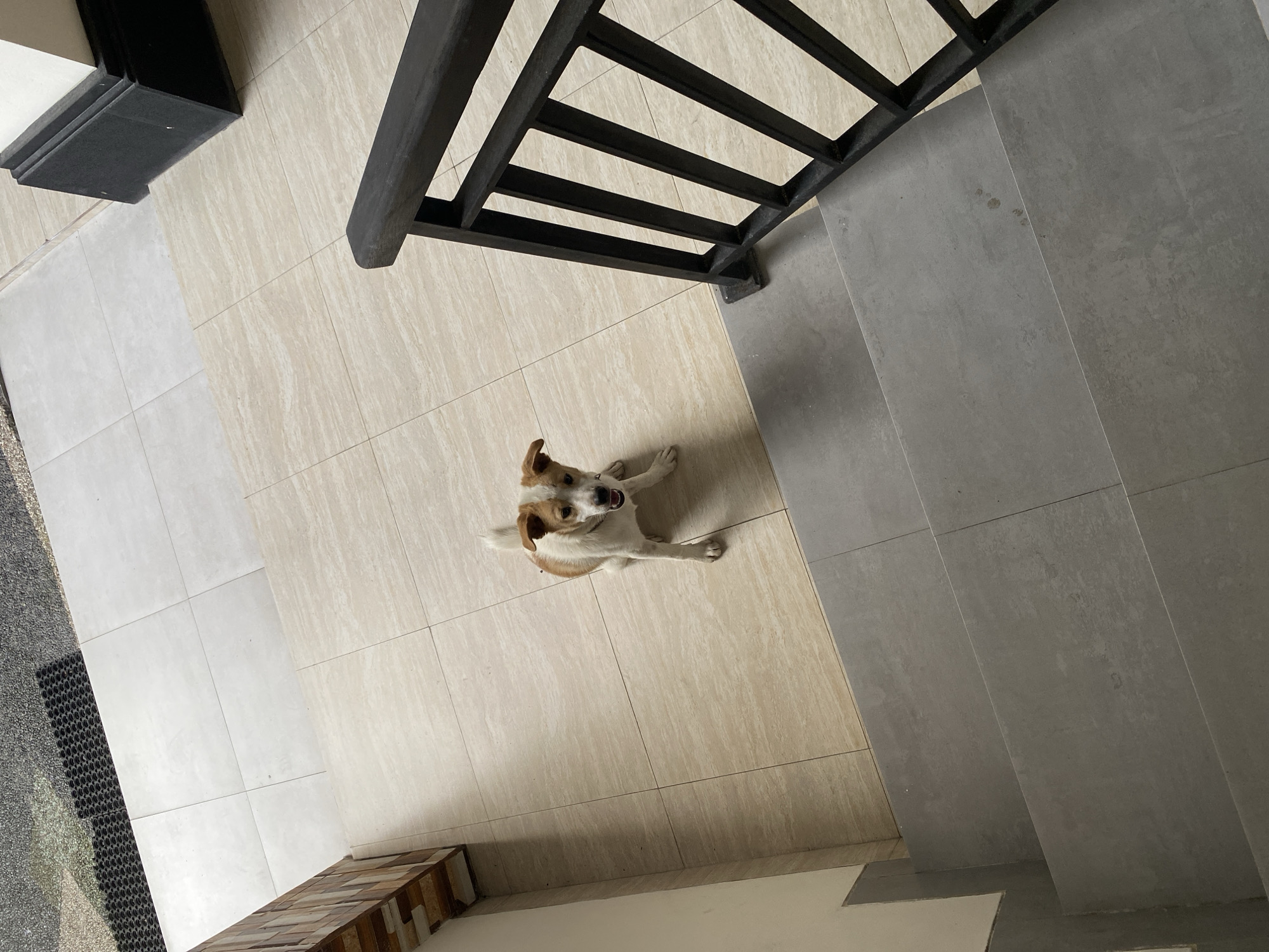 The scene appears to be an interior space, likely a landing or entryway in a residence located in Nusa Dua, Indonesia. The floor is tiled with two different types of tiles - a beige tile and a grey tile. A small, predominantly white and tan dog is centered in the frame, looking up towards the camera. The dog is positioned on the beige tiled area. A dark-colored, horizontal railing, likely part of a staircase, is visible in the upper portion of the image. Part of a dark-colored entrance way is visible in the upper left corner. At the bottom-left is a mat and a ledge with decorated tiles. The image is taken from a high-angle perspective.