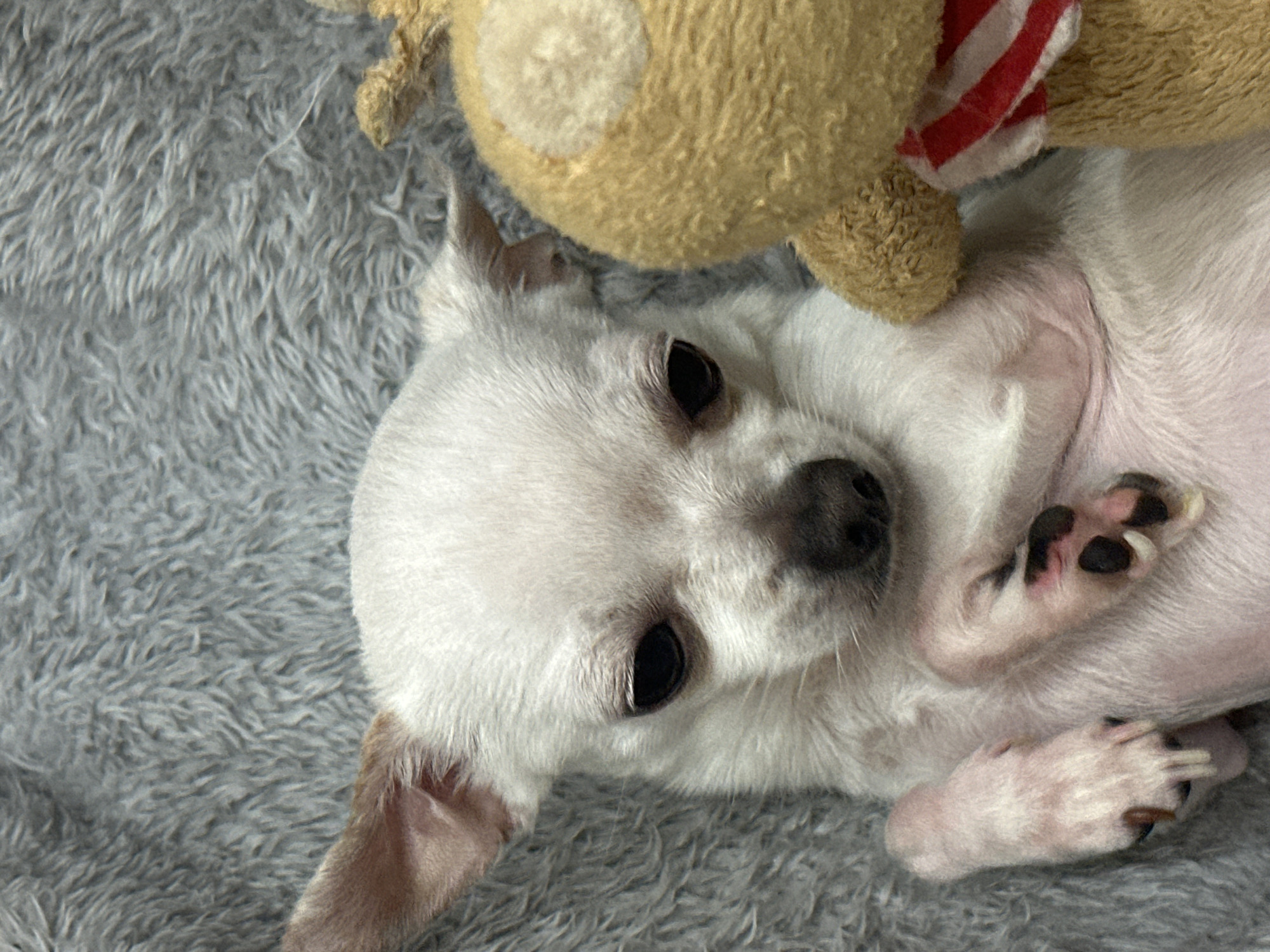 A white Chihuahua lies on a grey furry blanket with a stuffed brown bear wearing a red and white striped scarf. The dog is positioned on its back with its paws curled upwards. The dog's face is visible, featuring its black eyes and nose. The setting is indoors. There is no visible evidence indicating a location in Sliven, Bulgaria.