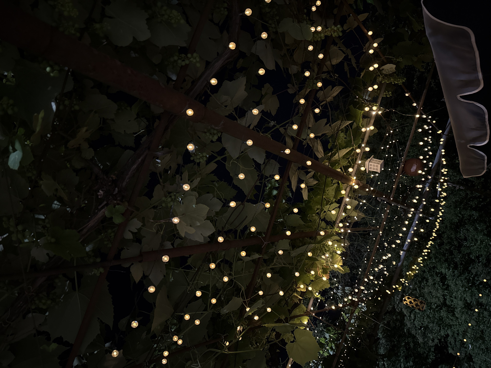 This image depicts a nighttime scene of a pergola covered in grapevines and adorned with strings of warm, fairy lights. The pergola structure, made of dark beams, supports the lush green leaves and developing grapes of the vines. The lights are draped across the pergola, creating a twinkling, festive ambiance. In the background, the dark foliage of trees suggests an outdoor setting, possibly a garden or patio. The lower portion of the image shows a part of a dark-colored canopy with a scalloped edge, indicating a seating area or outdoor furniture. The overall impression is one of a serene and inviting evening setting, enhanced by the soft glow of the lights. The specific location in Baurene, Bulgaria, cannot be determined from the visual information alone.
