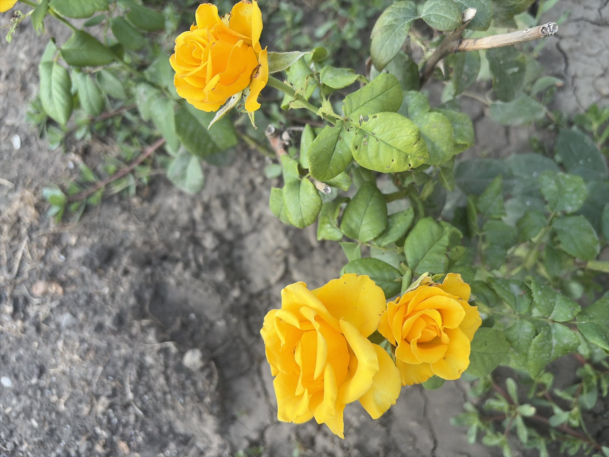 A close-up, vertical shot captures three bright yellow roses and their green foliage against a backdrop of dry, cracked earth and sparse vegetation. The roses are in various stages of bloom, with intricate petal formations clearly visible. The leaves of the rose plant exhibit some signs of wear, with small holes and discolored spots. The dry soil suggests a sunny, perhaps arid, environment. This scene is located in the city of Oxentea, Moldova. There are no people or animals present in the image.