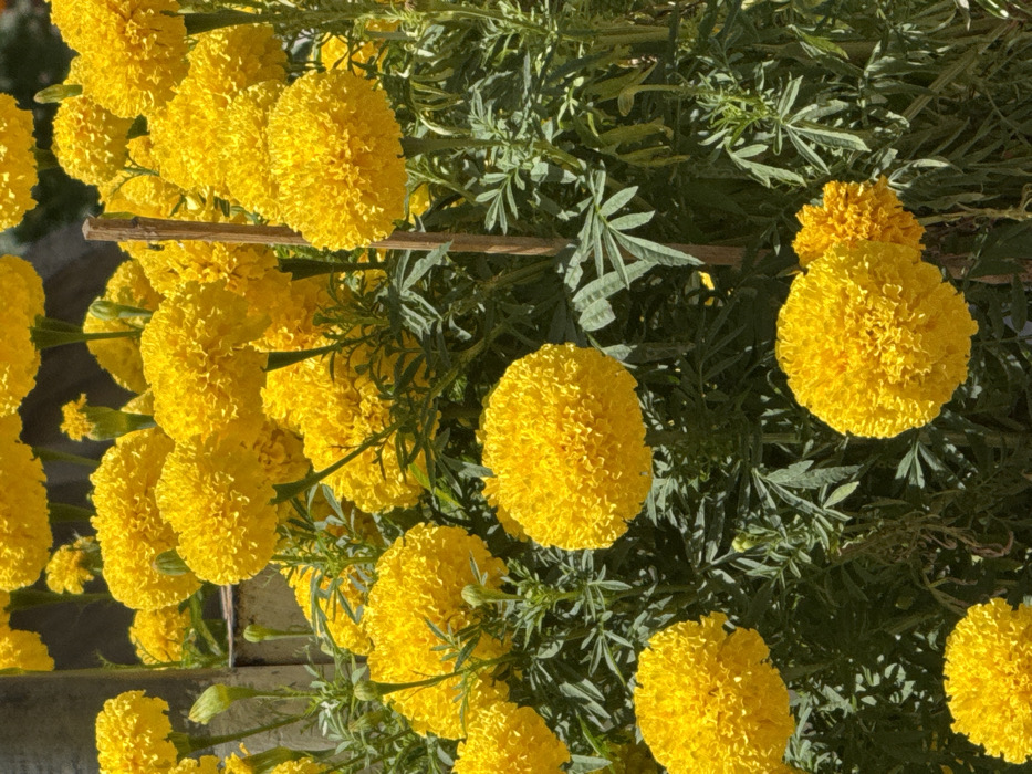 The image displays a dense arrangement of numerous vibrant yellow marigold flowers (Tagetes erecta) in full bloom, characterized by their compact, globular shape and densely packed petals. The flowers are interspersed with abundant dark green, deeply lobed foliage. A slender, light brown wooden plant support stake is visible vertically in the mid-ground. The scene is brightly illuminated by natural light, casting subtle shadows among the leaves and petals. This cultivation of flowering plants is situated outdoors in a garden setting in Nha Trang, Vietnam. No people or discernible actions are present.