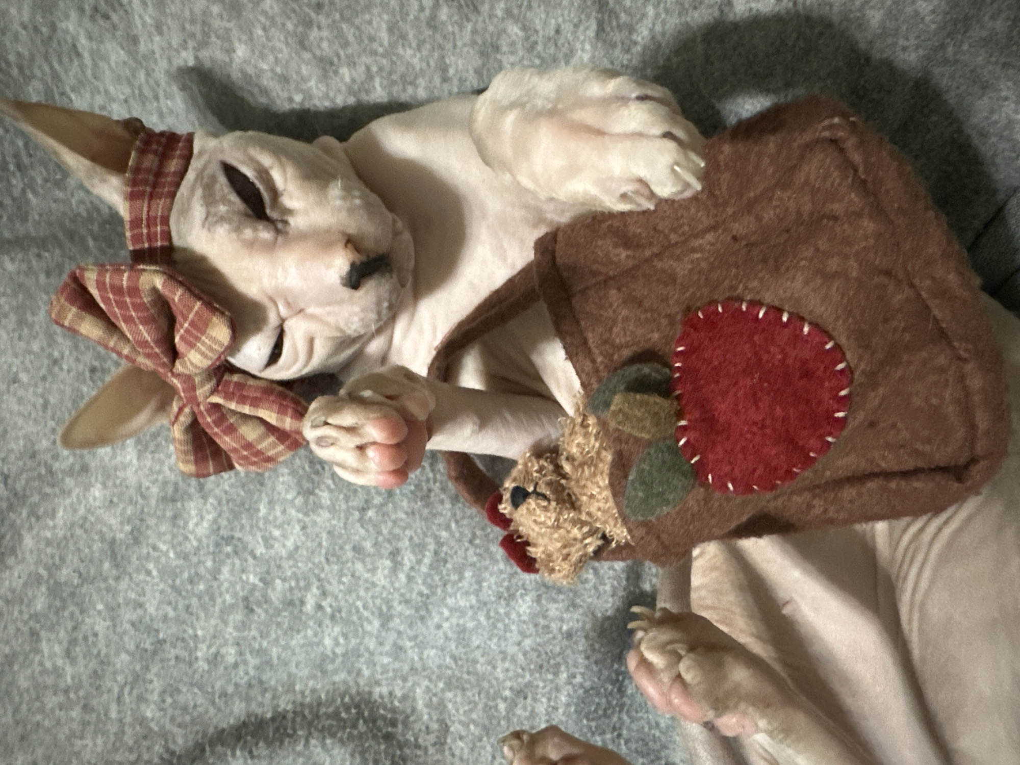 This is a close-up, eye-level, vertical shot of a hairless cat wearing a red and tan plaid bow and headband. The cat is lying on a gray, textured blanket, with its head tilted to its right and eyes partially closed. Its front paws are raised, with one paw resting on top of a small, brown felt bag adorned with a red felt apple applique and green felt leaves. Inside the bag, a small teddy bear with a red ribbon is visible. Another of the cat's paws is visible near the bottom left of the frame, with its toes spread. The lighting is natural and soft, casting gentle shadows. The image does not contain any information related to the city of Togliatti, Russia.