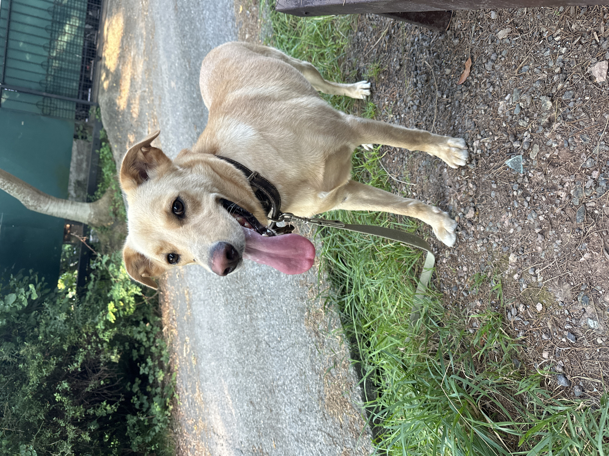 An adult, light-colored dog with its tongue hanging out stands on a gravel path next to a grassy area. The dog is wearing a dark collar and a leash. In the background, there is a paved path, lush green bushes, a tree trunk, and a dark green fence. The scene appears to be outdoors in a natural setting within the Matsesta Microdistrict, Russia.