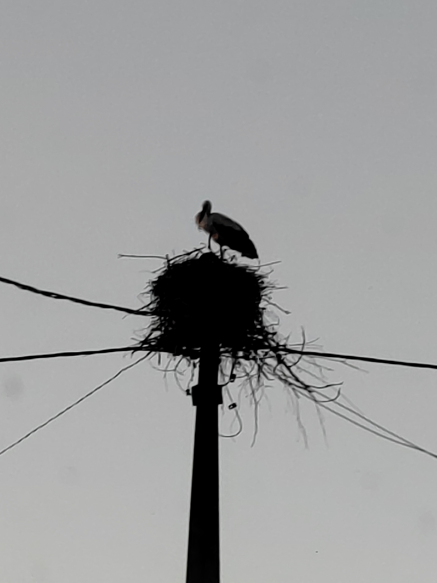 The image shows a silhouette of a stork perched atop a large nest constructed on a utility pole. The nest is made of twigs and appears somewhat messy, with branches extending outwards. The stork is in a standing position, facing slightly to the left. The background is a clear, overcast sky, suggesting a daytime scene under cloudy conditions. Several dark, thin lines, likely wires, stretch across the frame, connecting to the utility pole and extending out of view. The overall setting appears to be rural, consistent with the provided location context of Воўчынскі сельскі Савет, Belarus. There is no visible text in the image. The focus is on the natural element of the stork and its constructed habitat against a plain sky.