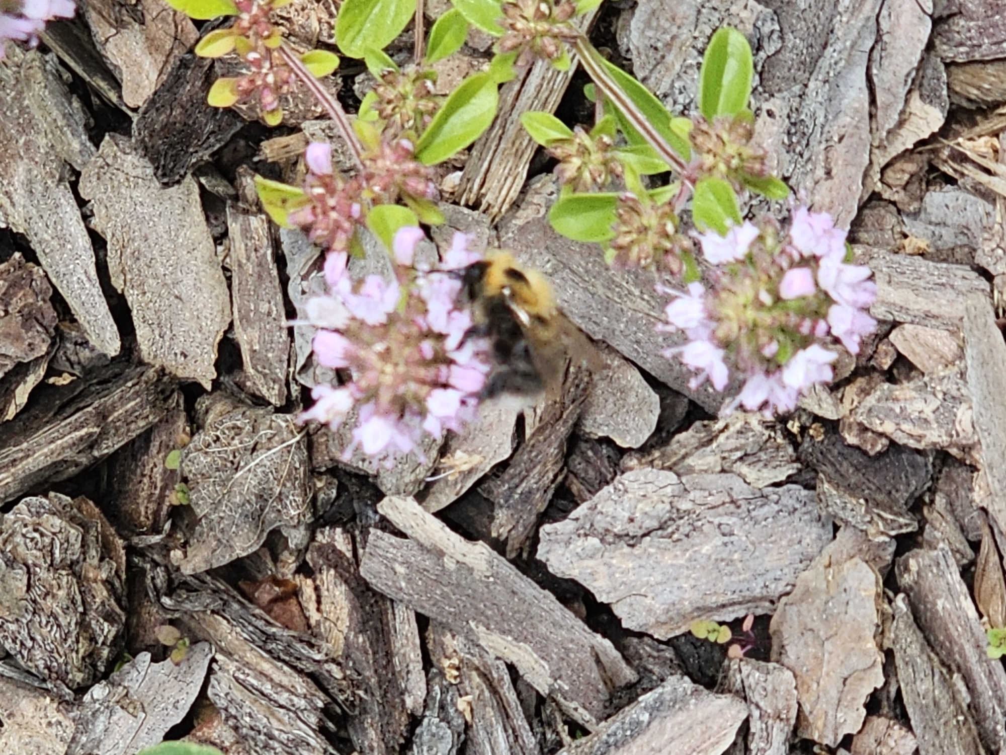 The image shows a close-up view of a bumblebee on a patch of pink flowers. The bumblebee is fuzzy and has black and yellow markings. It is positioned in the center of the frame, with its head down, likely collecting nectar. The flowers are small and clustered together, with delicate pink petals. The background consists of dark brown, rough bark mulch, which provides a textured contrast to the soft flowers and the bee. Some green leaves are also visible among the flowers. The scene appears to be in a garden or natural outdoor setting, possibly during daylight hours given the lighting. The focus is sharp on the bumblebee and the flowers, while the bark mulch is slightly out of focus. The overall impression is one of nature and the activity of pollination. There is no visible text in the image. The location context provided is "Berezka SNT (Krasnogorsky district, Russia)".