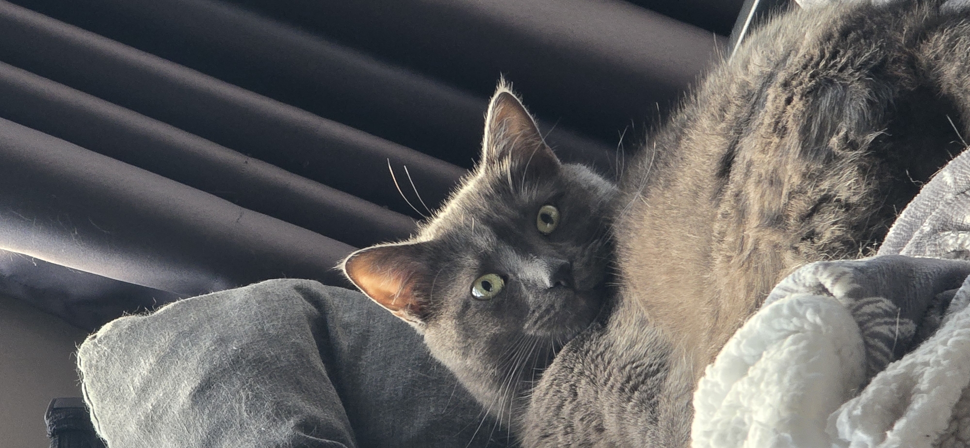 A close-up, vertical, indoor shot features a gray cat with green eyes looking directly at the camera. The cat is partially obscured by its own fluffy fur and a white, fuzzy blanket in the foreground. The background consists of dark, draped curtains. The cat is positioned on a gray, textured surface, likely a couch or chair. The lighting suggests an indoor setting, possibly near a window, with soft light illuminating the cat's face and fur. The image does not contain any information about the city of Vratsa, Bulgaria, or any other specific geographic location.