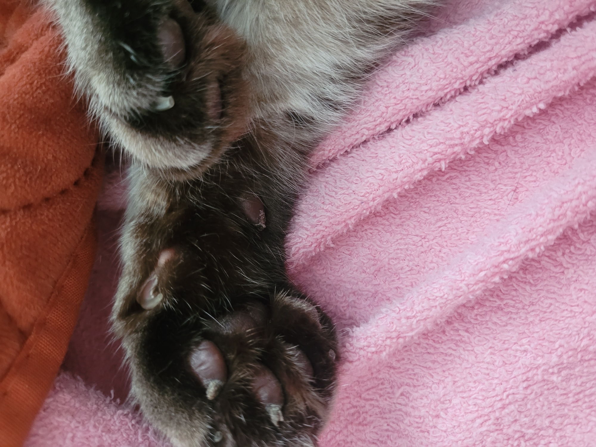 A close-up, overhead shot focuses on the paws of a cat resting on a soft, pink, textured blanket. The cat's fur is a mix of dark brown and lighter grey. The paws are dark brown with visible pads and small, light-colored claws, some of which appear to be shedding. A portion of an orange fabric is visible at the top of the frame, behind the cat. The scene is indoors, with no specific indication of a location within Kyiv, Ukraine.