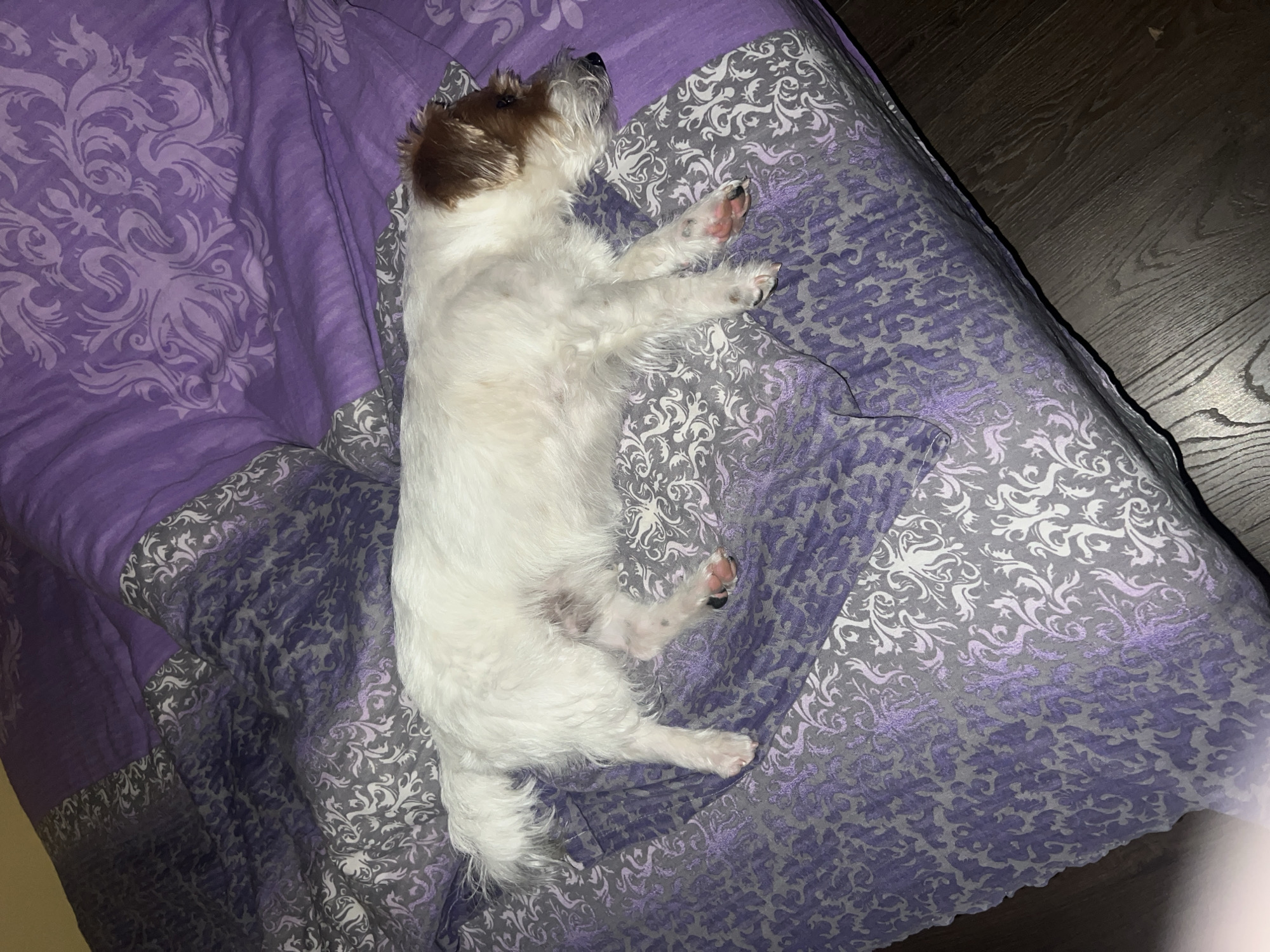 A Jack Russell Terrier is lying on its back on a lavender and gray patterned bedspread. The dog is light brown and white, with its paws extended. The background includes a dark brown wooden floor. The location is not discernible from the image.