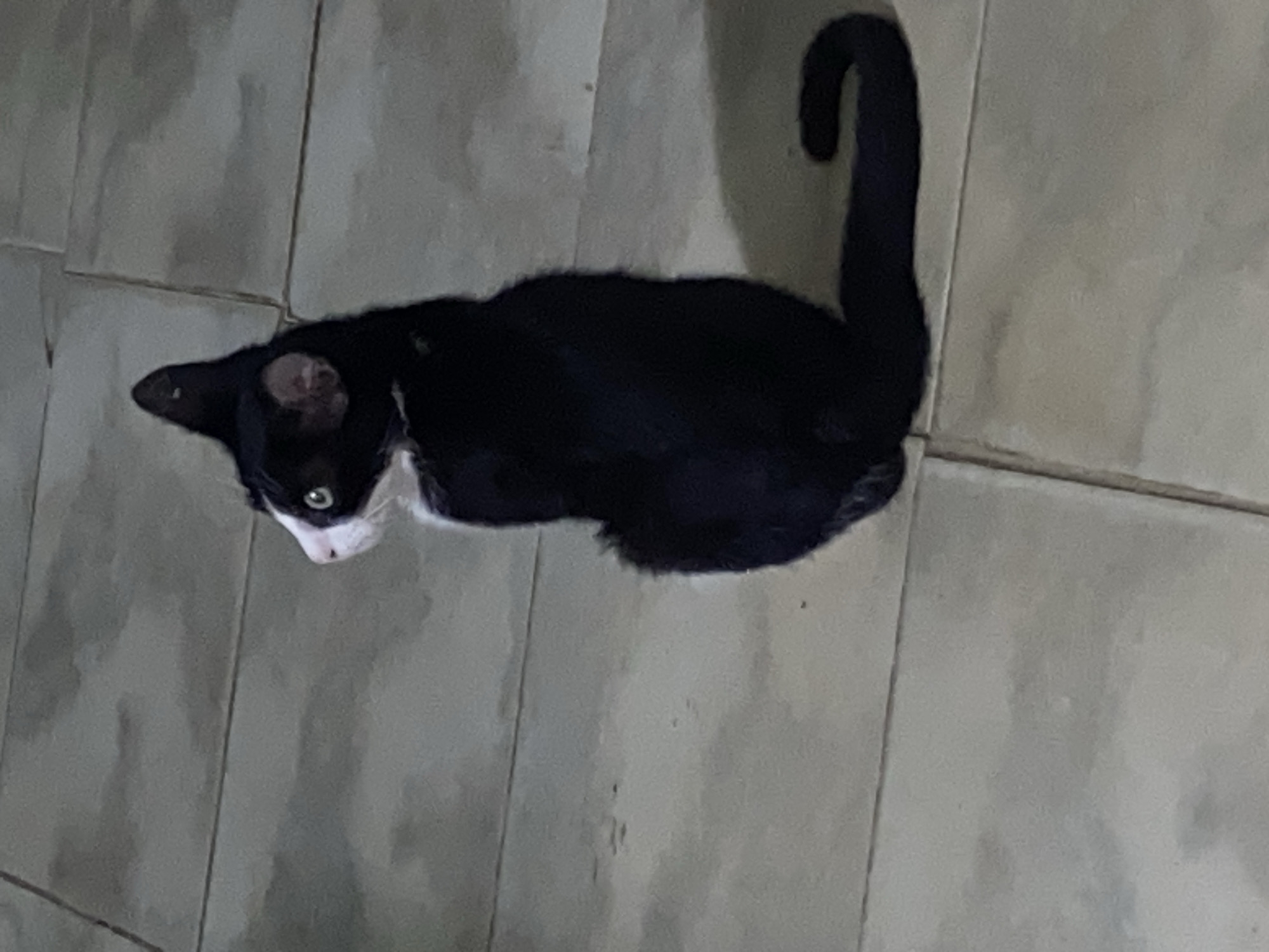 A black and white cat sits on a tiled floor. The cat is mostly black with a white face and chest. It has green eyes and is looking up at the camera. The tail is curved. The floor is made of light grey square tiles. The location is Tinaquillo, Venezuela.