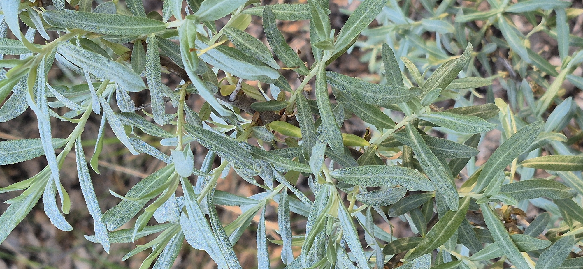The image shows a close-up view of a bush or shrub with narrow, elongated, silvery-green leaves. Some small, green, oblong-shaped berries are visible among the leaves. The background is blurry and indistinct, suggesting a natural outdoor setting. The location is given as the city of Unknown, Unknown.