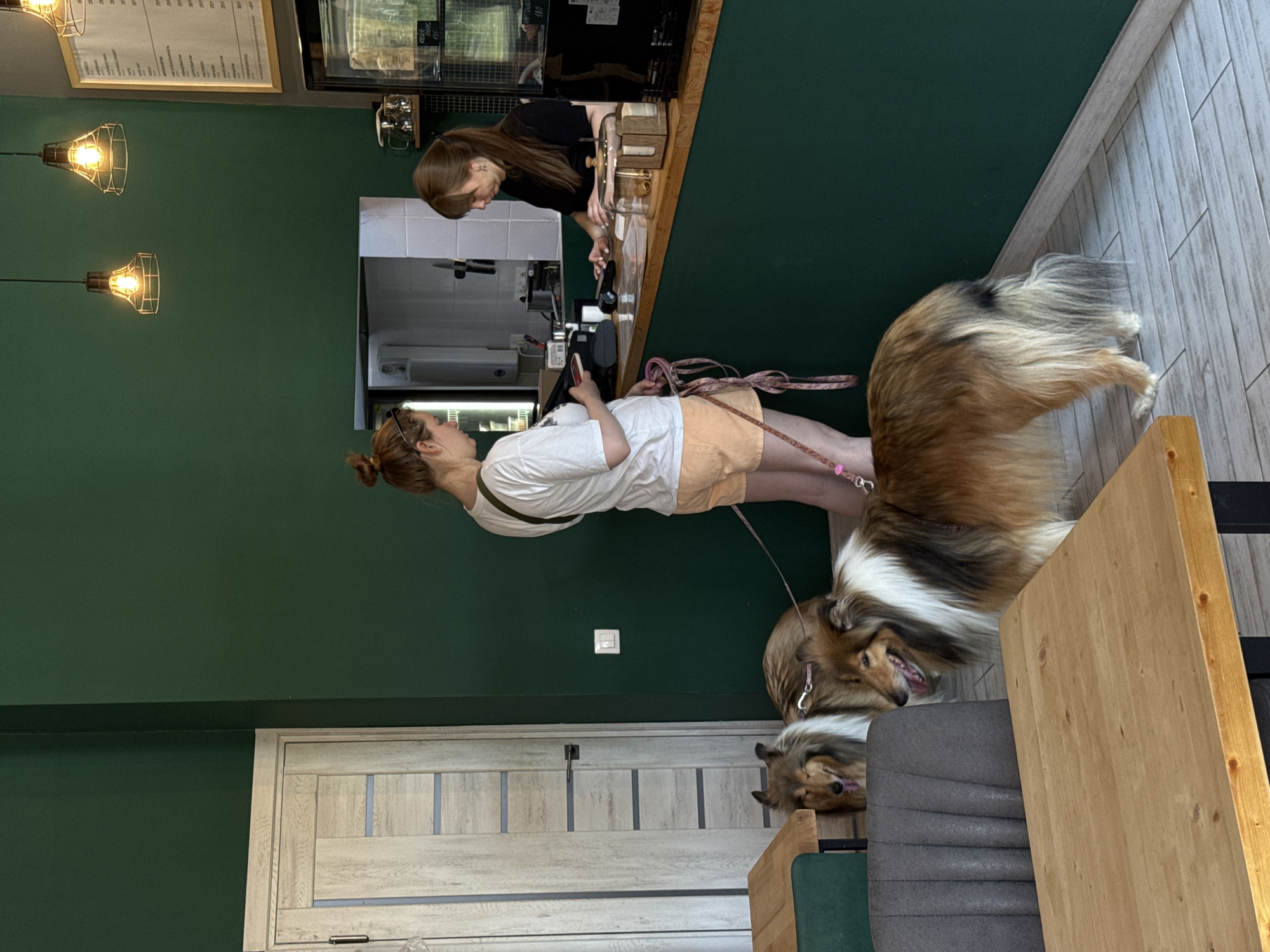 A vertical shot shows two women, and three Shetland Sheepdogs in what appears to be a cafe setting, in Tyumen, Russia.
The cafe has green walls, two pendant lights with cages around the bulbs, and a menu board in the upper left corner. A woman with brown hair pulled back in a ponytail is wearing a black t-shirt and is behind the counter at the upper center of the shot. She is interacting with an unknown object.
A woman with her hair up in a bun is wearing a white t-shirt and peach colored shorts. She is holding a cell phone in her left hand and a dog leash in her right hand. She is standing in the center of the shot, looking towards the cashier.
Two brown, white, and black Shetland Sheepdogs are on the ground near the table. One is lying on the ground between the table and gray, tufted chairs, and the second is standing up.
The third dog is standing near the edge of the shot, behind the two women. The cafe's interior includes a wooden table, gray tufted chairs, and a gray door with white panels in the lower left of the image.