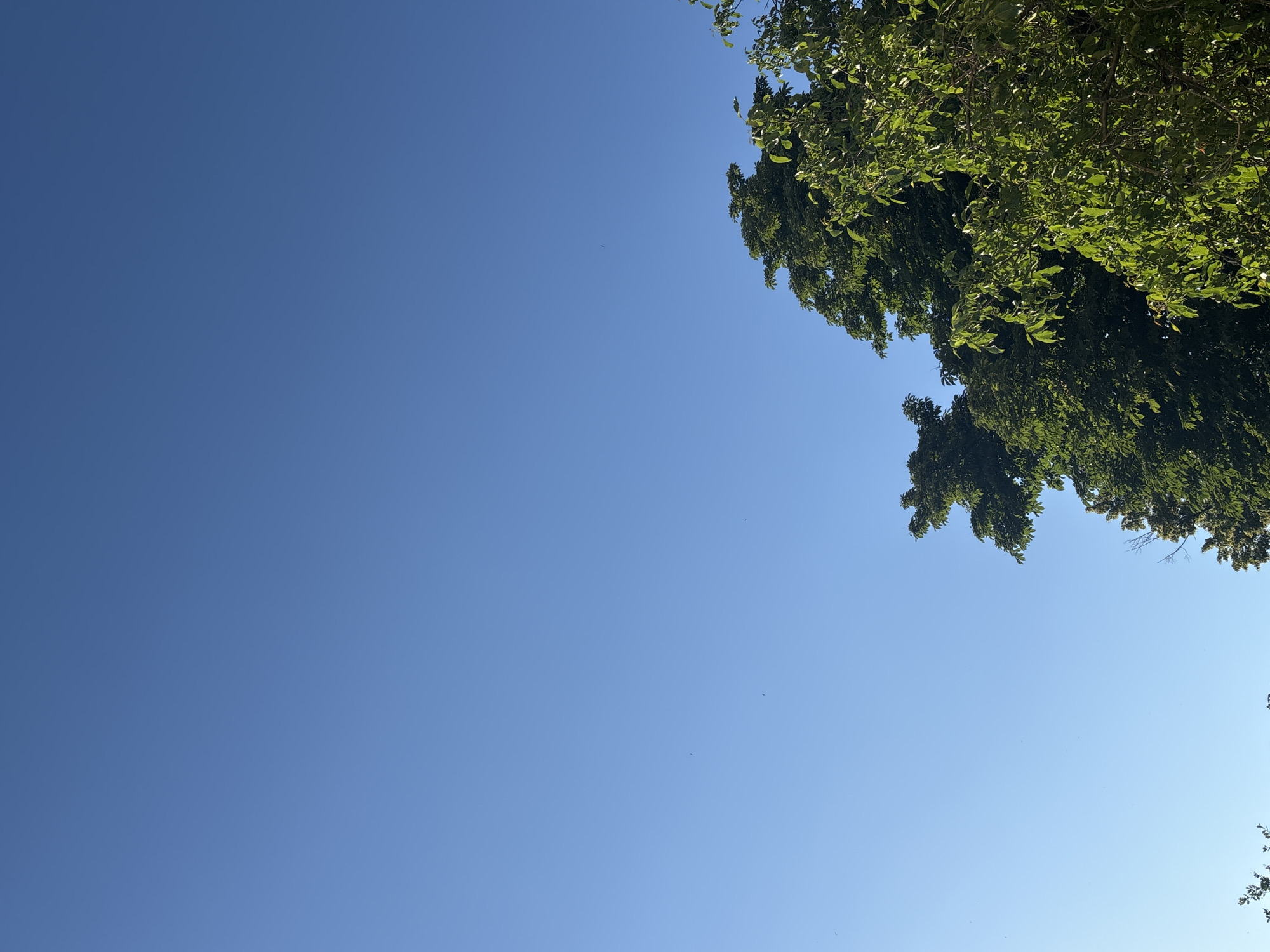 A clear, bright blue sky fills the majority of the frame, with a vibrant, sunlit green canopy of trees visible at the bottom right and bottom left of the image. The trees are lush and full of leaves, suggesting a warm, sunny day. There are a few faint, dark specks scattered across the sky, which could be birds or distant insects. The image appears to be taken from a ground-level perspective, looking upwards towards the sky and the tops of the trees.