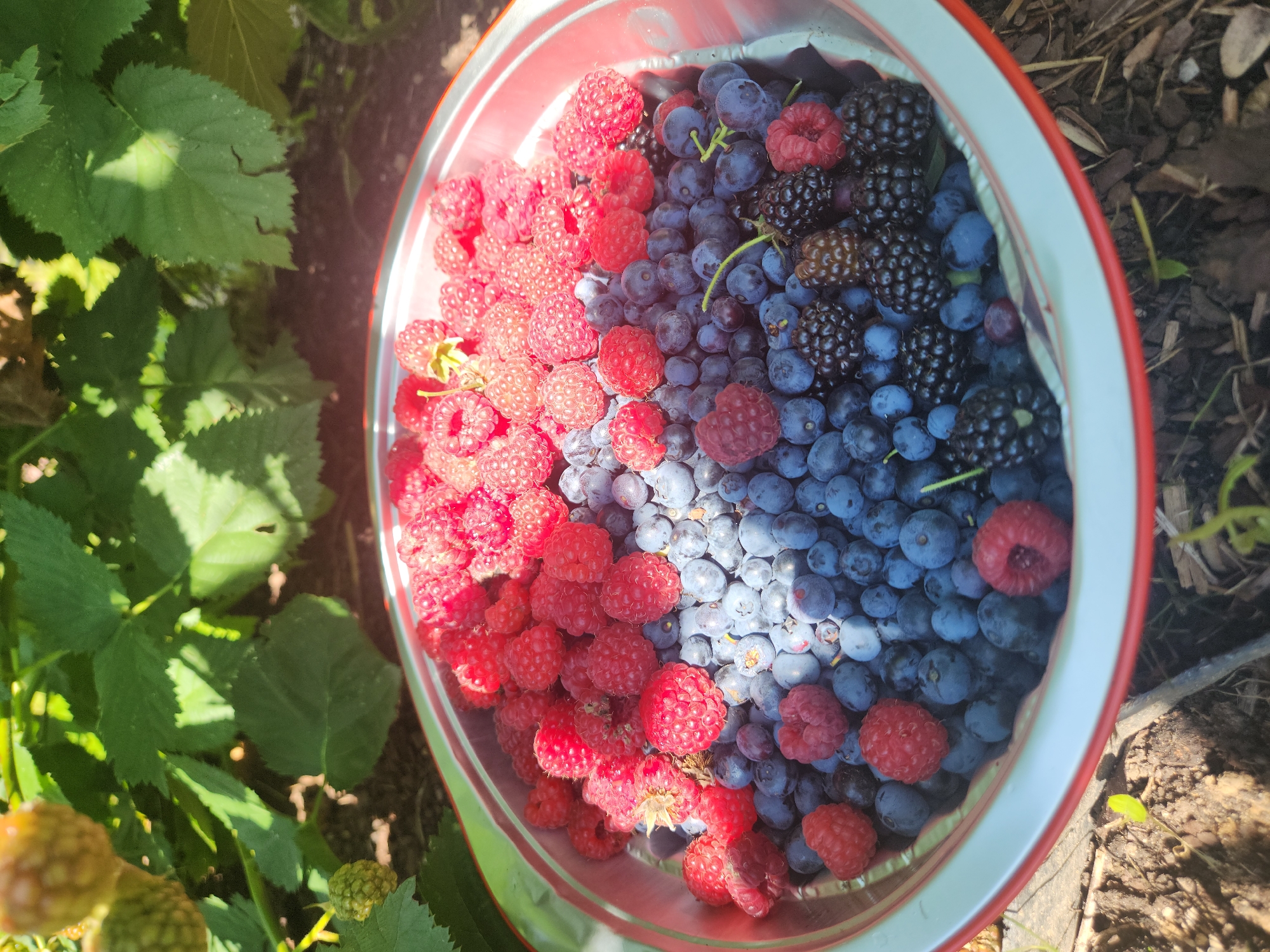 A high-angle shot captures a bowl overflowing with fresh berries, likely harvested from a garden in Pokrovskoe, Russia. The bowl, with a silver interior and a red rim, is filled with a vibrant mix of raspberries, blueberries, and blackberries. The berries are piled high, creating a colorful mosaic of red, blue, and deep purple. Sunlight filters through the lush green foliage overhead, casting dappled shadows on the berries and the surrounding soil. The ground beneath the bowl appears to be a mixture of dark earth and dried leaves, suggesting a natural, outdoor setting. The focus is sharp on the berries, highlighting their individual textures and plumpness.